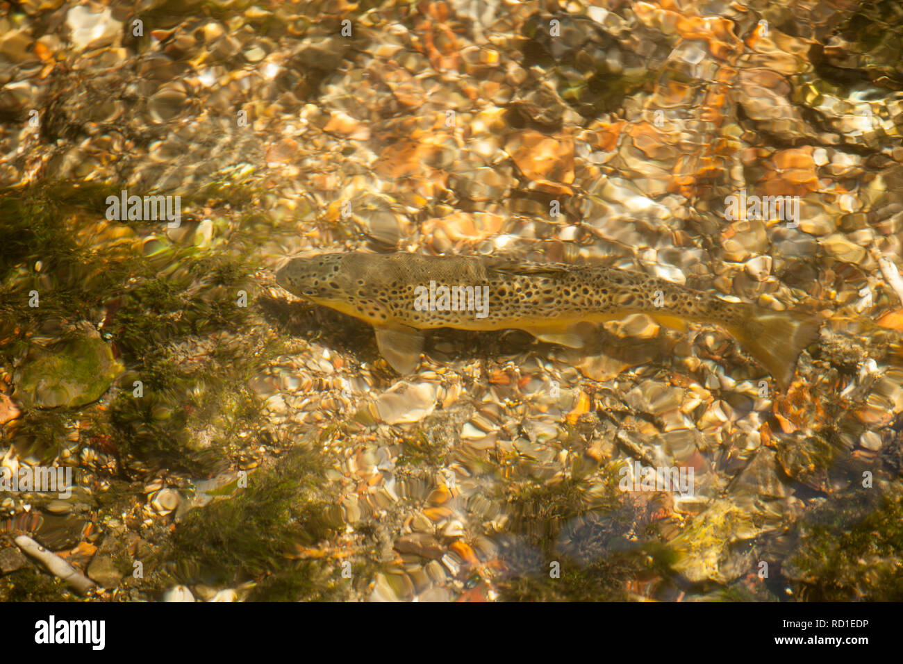 Una trota fario Salmo trutta, nuotare in un chalk stream. Wiltshire, Inghilterra UK GB Foto Stock