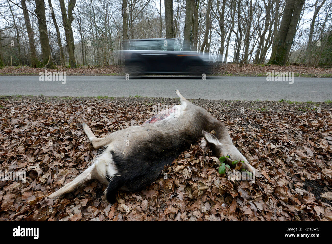 Roadkill caprioli dal lato di una strada. Foto Stock