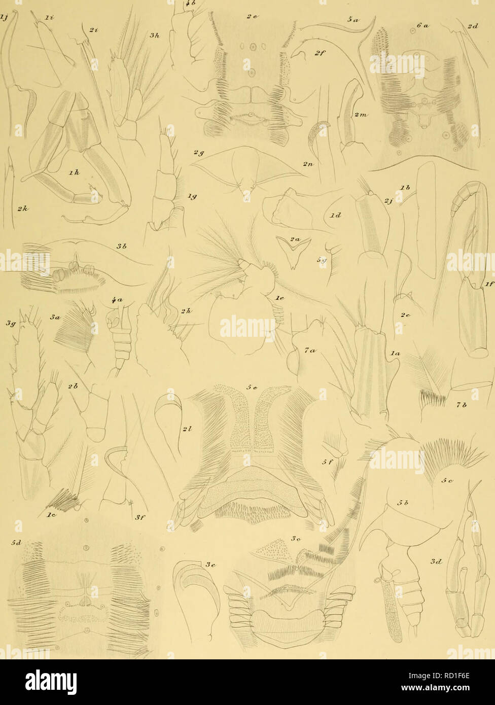 . Il danese Ingolf-Expedition. Spedizioni scientifiche; Oceano Artico. In^spedizione olf IK. j. Con Copepoda. I. M nc. 1. Oatdius brevispvmis ao.S S. &AMP;. tenuispinvs ao.S. 3. aaetanus grandi Wolf, f d viinor T.,rr. J. a. liUiivoiis ao.S. 6. a. pUe/uti fa,T. 7. G. miglia GU. Witli lug. XMMaUer sc ^. Si prega di notare che queste immagini vengono estratte dalla pagina sottoposta a scansione di immagini che possono essere state migliorate digitalmente per la leggibilità - Colorazione e aspetto di queste illustrazioni potrebbero non perfettamente assomigliano al lavoro originale. Ingolf (Cruiser); Ingolf-Expedition danese (1895-1896). Copenaghen : H. Foto Stock