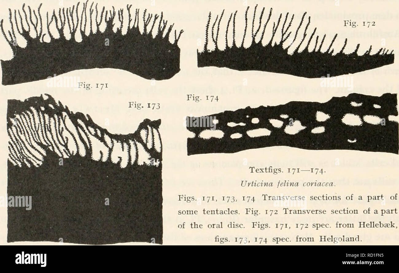 . Il danese Ingolf-Expedition. Spedizioni scientifiche; Oceano Artico. MI66 ACTINIARIA Fig. 172 La struttura dello sfintere varia da palmate a pinnate e non offre alcun carattere buono né della specie né del genere. La muscolatura longitudinale dei tentacoli sono mesogloeal, come già osservato da O. E R. Hertwig 1879. Essi tuttavia presentano una certa variazione, in quanto essi sono ora ecto-mesogloeal ora meso-ecto- dermal. È stato pertanto precedentemente supposto che il tentacolo mesogloeal nmscles erano caratteristici di Urticina felina coriacea. Infatti la variazione è ancora maggiore, Foto Stock