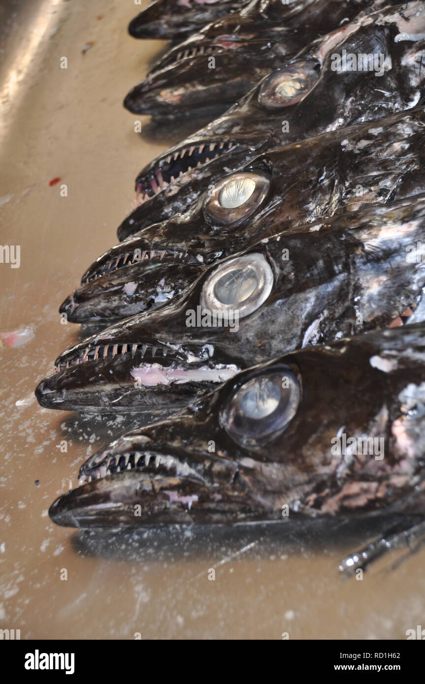 Scabardfish nero (Aphanopus carbo) - Fischmarkt in Portogallo Foto Stock