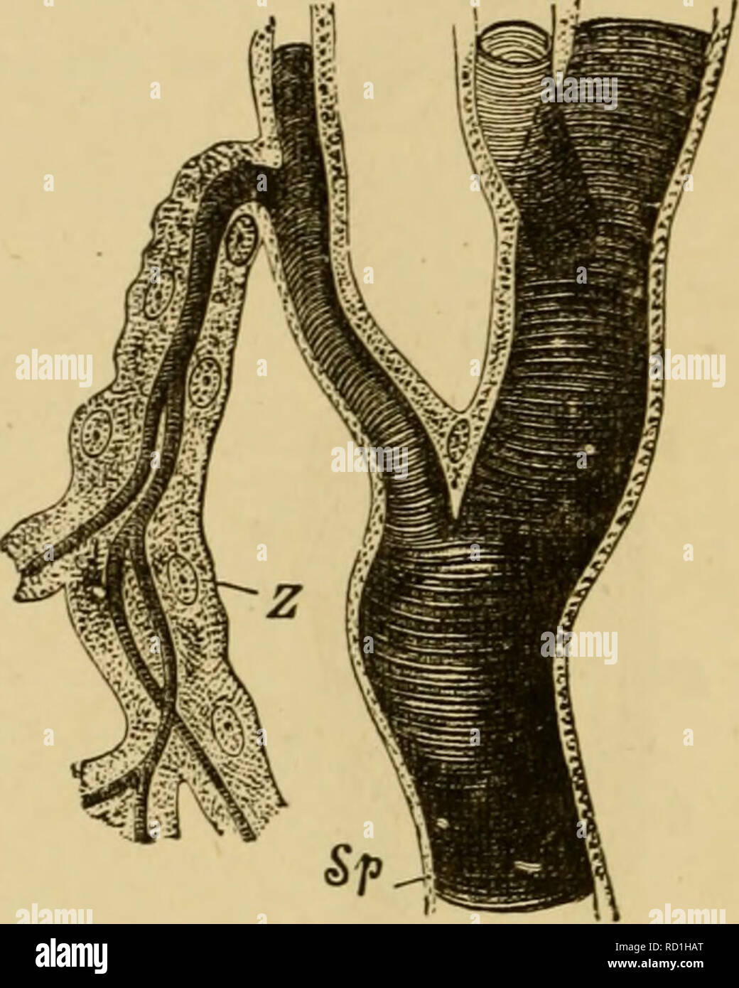 . Testo elementare-libro di zoologia, parte generale e parte speciale: protozoi a insecta. Animali. 534 di due coppie presenti. Essi non sono mai presenti sulla testa o sull'ultimo segmento addominale. Esse sono meno numerose in larvfe acquatici di coleotteri e ditteri, che hanno ma due stimmate posta al fine di cerva dell'addome su una semplice o tubo a forcella. Vi sono tuttavia spesso due aperture sul torace in aggiunta. Un po' di acqua-bugs {ad esempio Nepa Eanatra, ecc.) hanno alla fine dell'addome due lunghi filamenti scanalato che portano alla loro base in due cavità d'aria. Tale acqua-bug può da questo Foto Stock