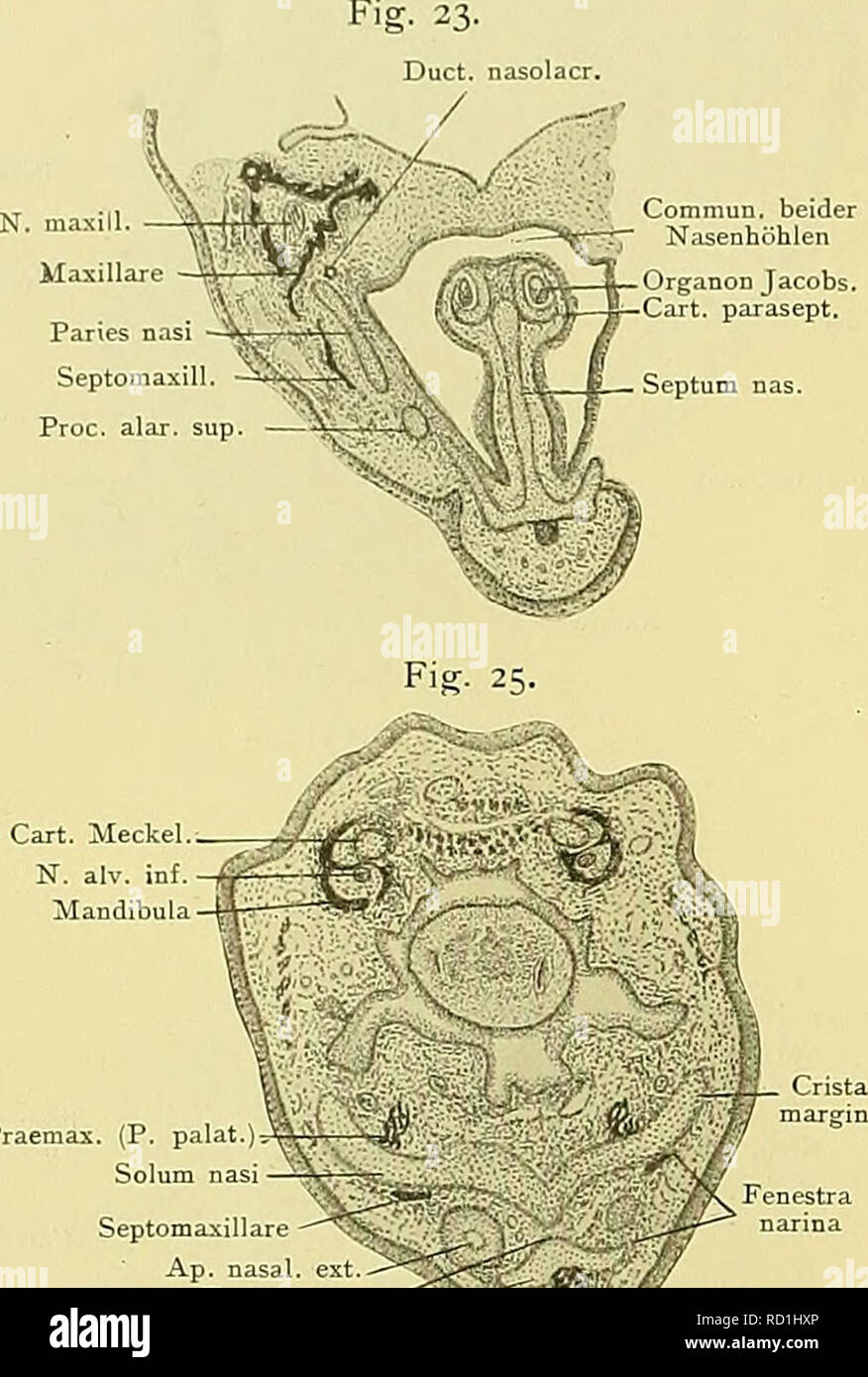 . Denkschriften der Medicinisch-Naturwissenschaftlichen Gesellschaft zu Jena. 58o Zur Entwicklungsgeschichte und vergleichenden Morphologie des Schädels von Echidna aculeata var. typica. Abschnitt abgetrennt wird. Die vordere Umgrenzung der Fenestra narina bildet der Kuppelknorpel (Cartilago cupularis), durch den das Dach in die Decke übergeht (Textfig. 23, 24). Am- ventrale umfang der Nasenhöhle findet sich, eingelagert in den "primären Boden", die Lamina trans- versalis antero, mediale in Homocontinuität mit dem ventralen Septumrand, laterale weit unter der Fenestra narina als crestato mar Foto Stock
