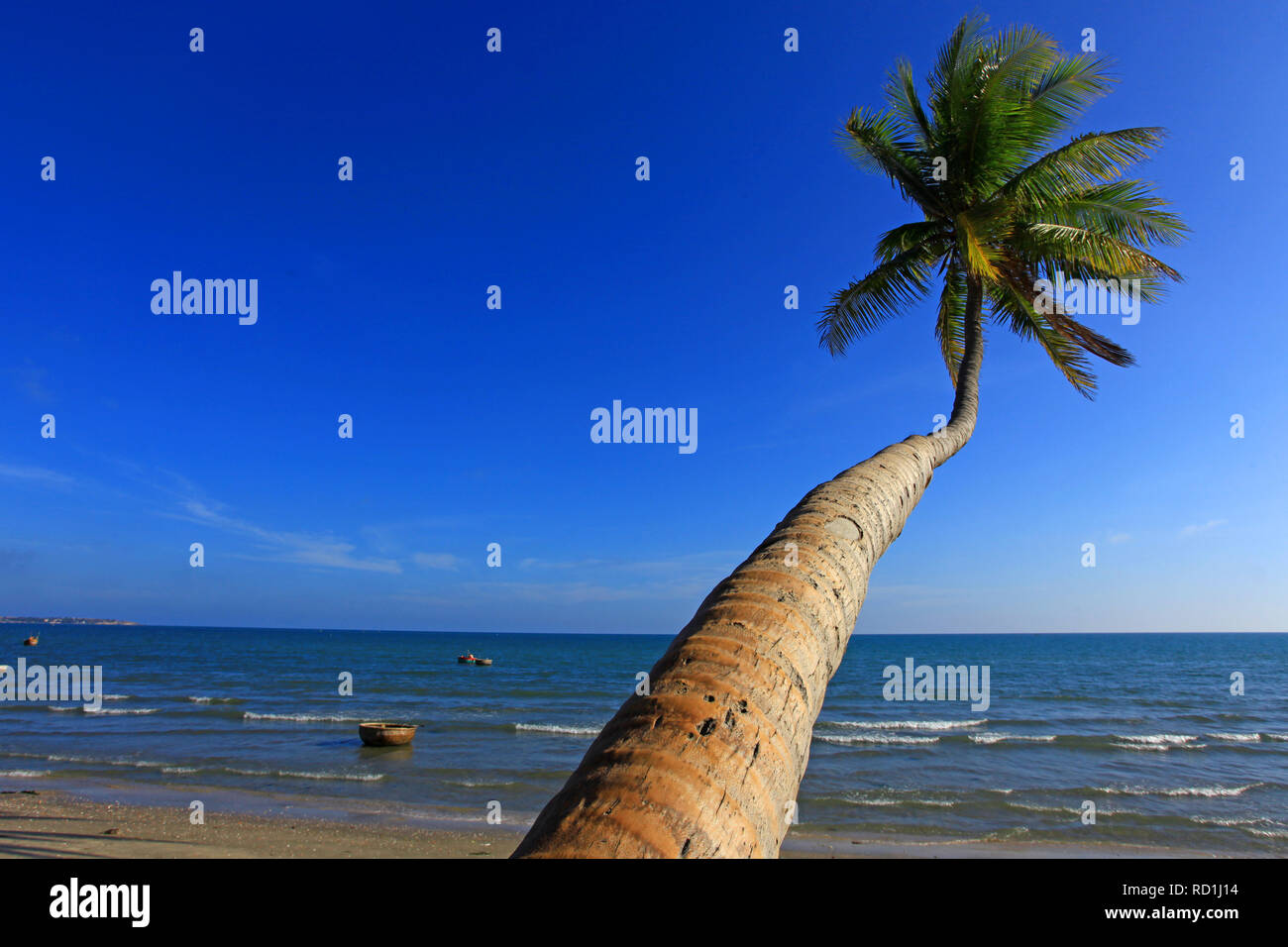 Palm Tree sulla spiaggia, Phan Thiet, Vietnam Foto Stock