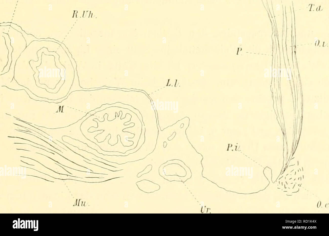 . Denkschriften der Kaiserlichen Akademie der Wissenschaften, Mathematisch-Naturwissenschaftliche Classe. B.n.v.. Mii Lg. I^. Bauchfell. fi. £//;. Rechtes Uterushorn. £./. ligamentum latum. Bi". Bauchwandmusculatur. A/h. .Musculatur der hinteren Rumpfwand. Ur. uretere. Lg. Lymphgefäß. M. Mastdarm. Un tiefer caudalwärts geführten Schnitten aber, in jener Gegend, wo die beiden Uterushorn-Lumina zwar noch nicht vereint sind, jedoch bereits dicht neben einander liegen ("Fig. 17) findet man un einer Fig. 17. L.UH. 0. c Obliquus abd. externus. T. a. Transversus addominali. 0. Ho Obliquus internus. Ä. t'Ä. Foto Stock