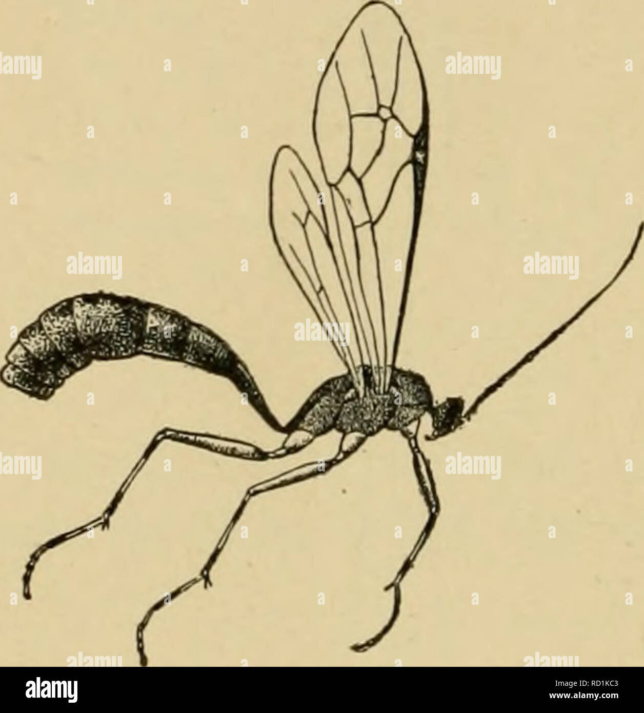 . Entomologia elementare. Entomologia. 250 entomologia elementare e stiamo appena iniziando a imparare a utilizzarle in com- macerazione importati gli insetti. In tal modo lo stato del Massachusetts e gli Stati Uniti Bureau of Entomolog)' sono ora portando su ex-tensiva esperimenti all' atto dell' importazione di parassiti di zingaro e marrone-tail falene, che sono in gran parte molto efficace nel trattenere quei insetti nel controllo in Europa. I vari parassiti che attaccano le uova e bruchi in differenti stadi di crescita sono stati importati; essi sono allevati in questo paese fino a suf- ficiently numerosi, e Foto Stock