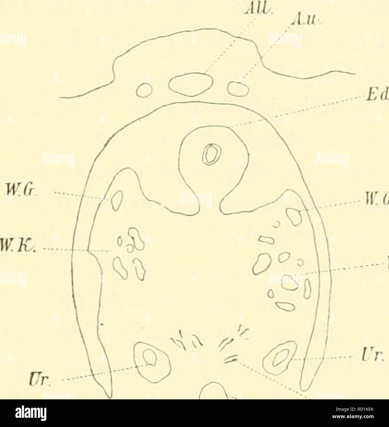 Arteria mesenterica superiore immagini e fotografie stock ad alta