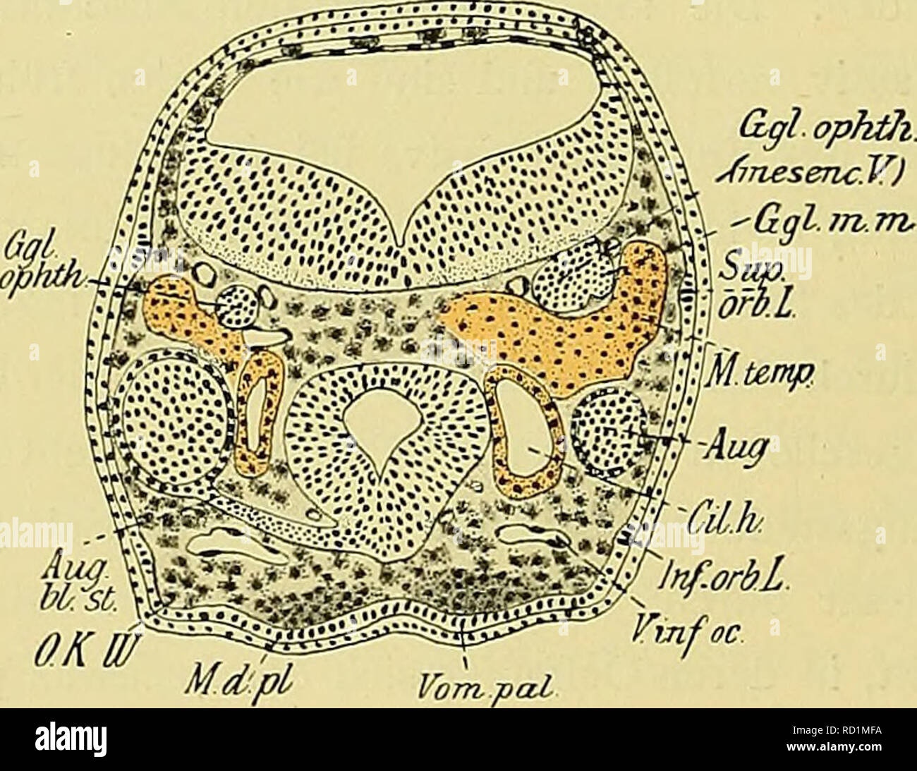 . Denkschriften der Medicinisch-Naturwissenschaftlichen Gesellschaft zu Jena. . Fig. 34i. Vom. pal Fig. 342- der linken Seite zugleich mit dem mittleren Theile des Augenbechers auch das mittlere Drittel des RIECH- säckchens, welches Ektoderm dem platt angelagert ist. Es weist ein spaltförmiges Lumen auf, ventro dessen- Bacchetta laterale, wie in den vorhergehenden Stadien, von hohem einschichtigen Epithel gebildet wird. Nur die dem, Vorderhirne bezw. der commissura antero benachbarte basale Wand differenzirt sich zu einem mehrzeiligen Sinnesepithel. Auf der anderen Seite ist mit dem schon ziemlic Foto Stock