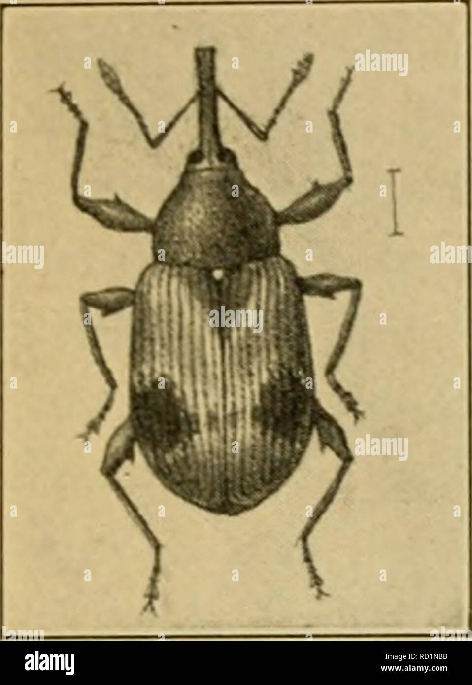 . Entomologia elementare. Entomologia. I coleotteri 167. Fig. 24S. La paglia- berry curculione. (Fortemente ingrandita) (dopo Riley) abitudini. Alcuni di loro sono parassita nell'nidi di api, mentre le forme più comuni di hve sulle uova di cavallette che essi de-la nostra in grandi numeri e sono abbastanza bene- ficial nonostante le cattive abitudini che più tardi si acquisire come adulti. Il Snout-Beetles {Rhyxchophora) In questo sottordine la testa è prolungato in un muso lungo, dando i nomi "muso- coleotteri " "bill-bug", "curculioni" e "cur- culios" per molti dei più comuni per Foto Stock