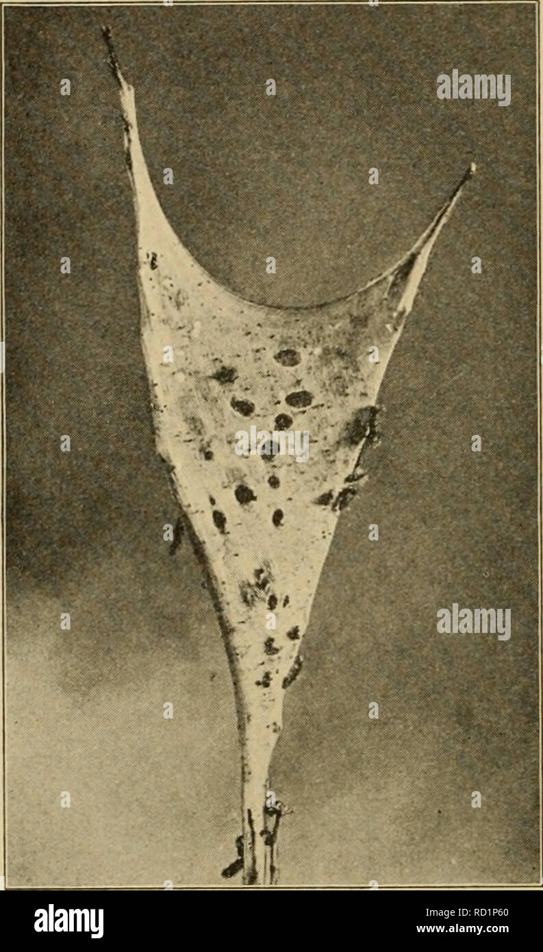 . Entomologia elementare. Entomologia. 6o entomologia elementare. Ciascun segmento è un ovale blu pallido punto con un più ampio, vellutato nero posto adiacente nella parte anteriore, dando un po' l'effetto di un eyespot. Cocoon e pupa. Avendo trovato un luogo idoneo sotto corteccia allentato in un recinto, in erba o spazzatura sotto l'albero o a ridosso di qualche edificio adiacente, il bruco si abbassa e procede a racchiudere in sé in un sottile bozzolo di tenace di seta bianca. Nel formare il bozzolo del bruco rotoli la sua testa da lato a lato, la seta di essere tirato fuori dal labbro inferiore e di indurimento come Foto Stock