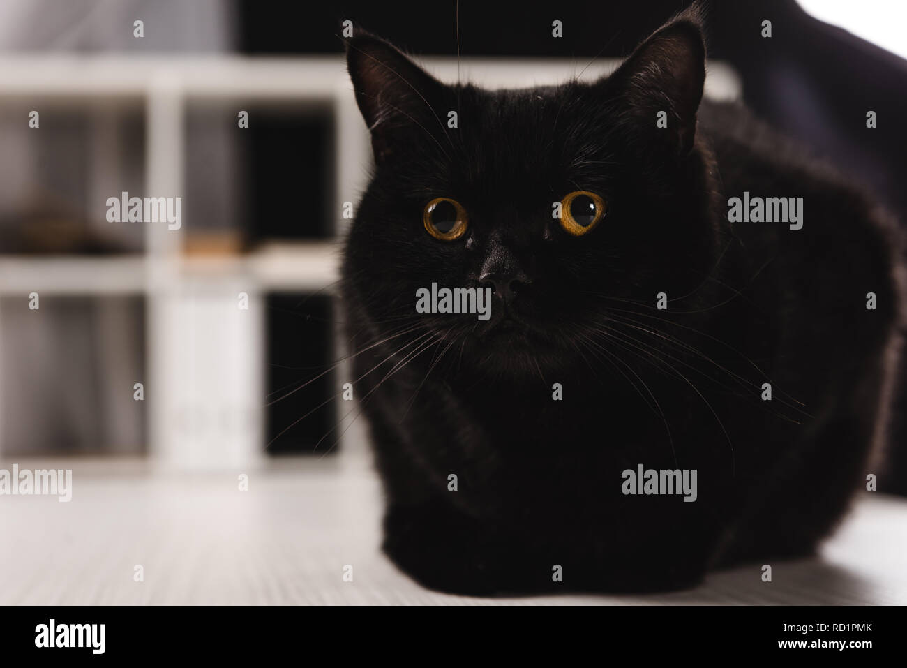 Peloso gatto scuro seduto sul tavolo Foto Stock