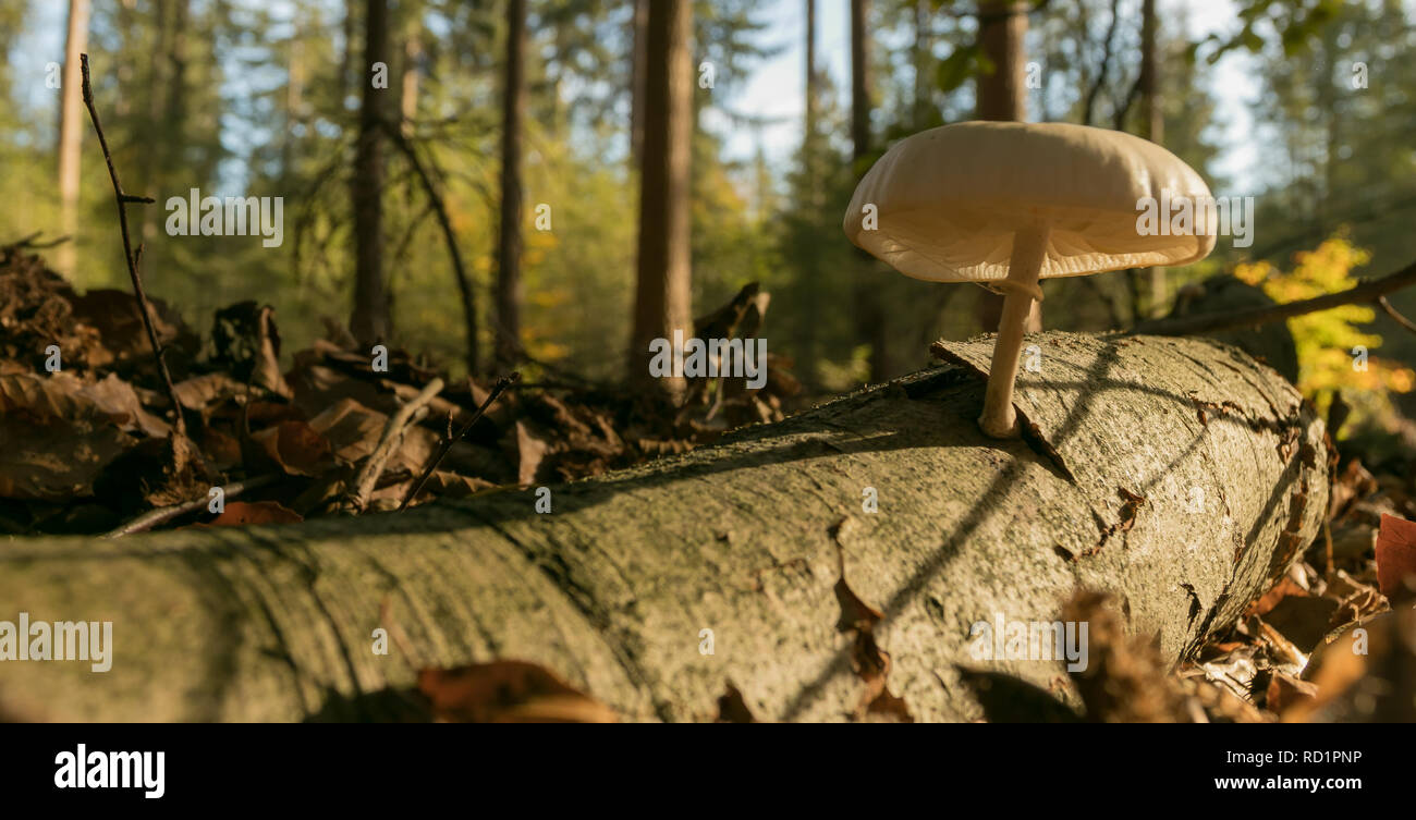 Coltivazione di funghi su un registro caduti, Putten, Gelderland, Olanda Foto Stock