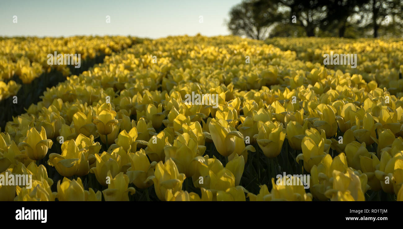 Close-up di tulipani che cresce in un campo, Tubbergen, Overijssel, Olanda Foto Stock