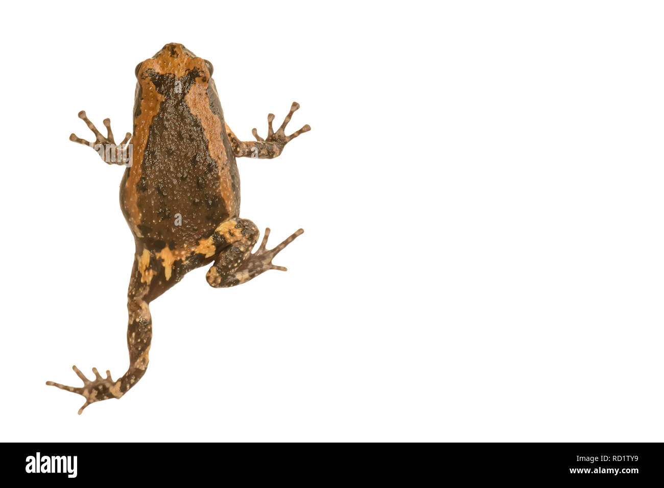 Rana nigrovittata è una specie di rana nella famiglia ranidi. Foto Stock