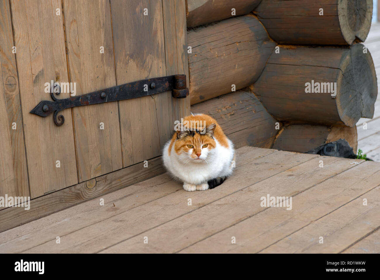 Tricolore fat cat si siede vicino all'ingresso della rurale casa in legno Foto Stock