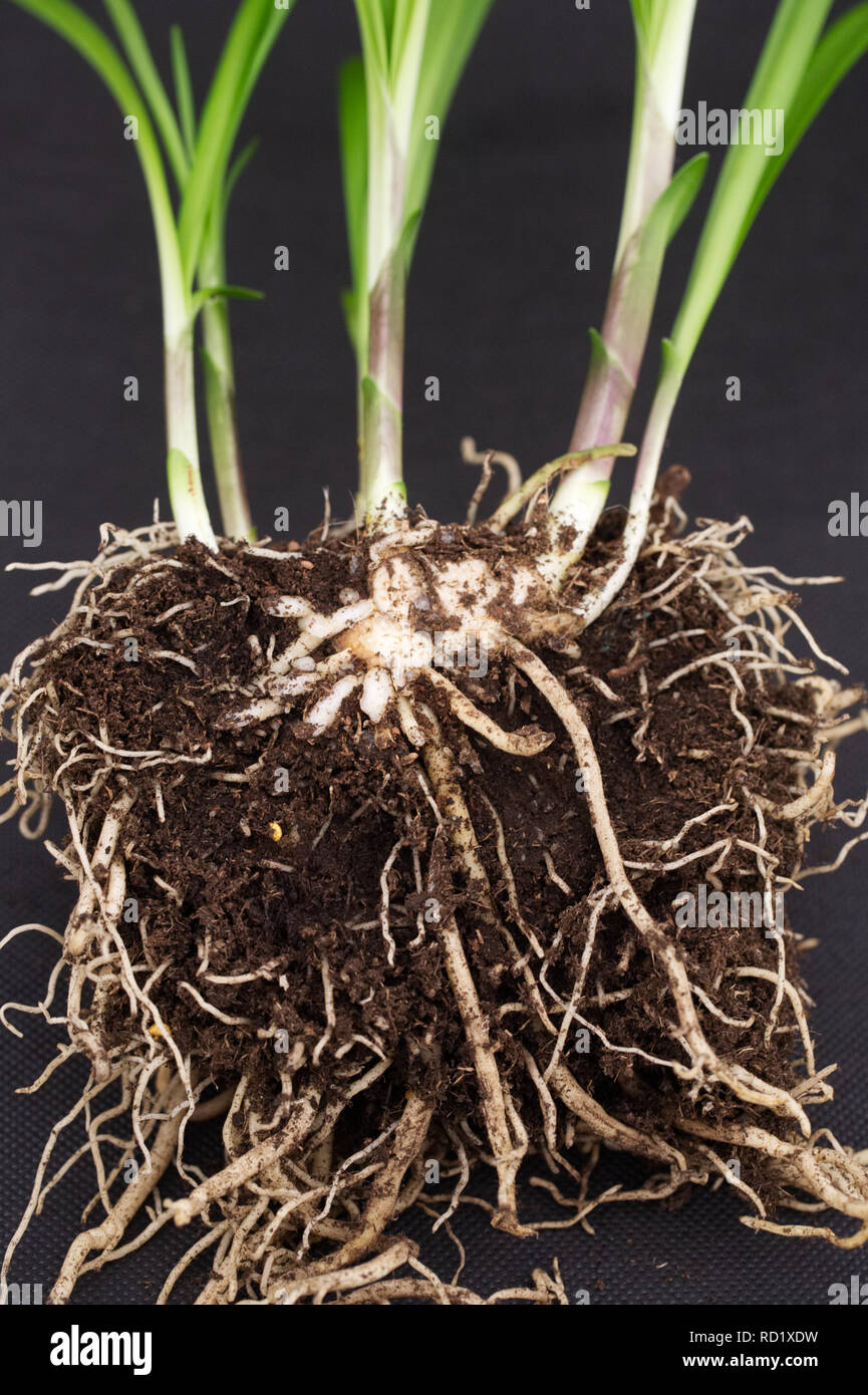Agapanthus sistema root, sezione trasversale. Foto Stock