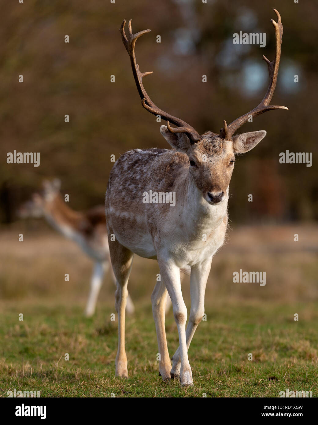 I cervi nel sole di sera - Attingham Park, Shrewsbury Foto Stock