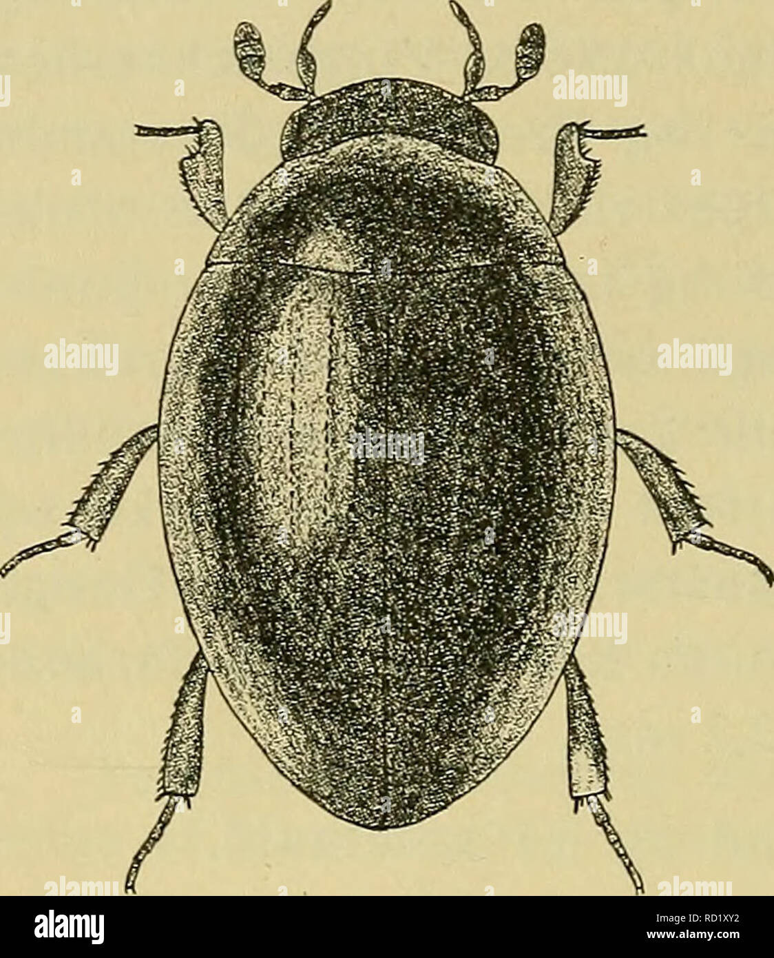 . Danmarks fauna; illustrerede haandbøger su den danske dyreverden... 70 1. M. boletophagum Marsh. Fig. 24. Kort, højt- hvaelvet. Oversiden vuota. Ordina eller brun, Følehorn, Kaebepalper og Ben rødlige. Pronotum temmelig fint og spredt punkteret. Vingedaek- kerne undertiden meget fint mikrochagrinerede. Punkt- striberne ammenda. Stribemel- lemrummene meget fint og spredt punkterede. Laengde 1,7-2 mm. Almindelig paa fugtig Bund, ho Plantemuld og Gød- ning, undertiden ogsaa i Svampe. 5. Muls Cryptopleurum. Fig. 24. Megasternum boletopha- un j i -i. p j p gum. X 20. Adskilt fra den fore- gaaende Slaegt ve Foto Stock