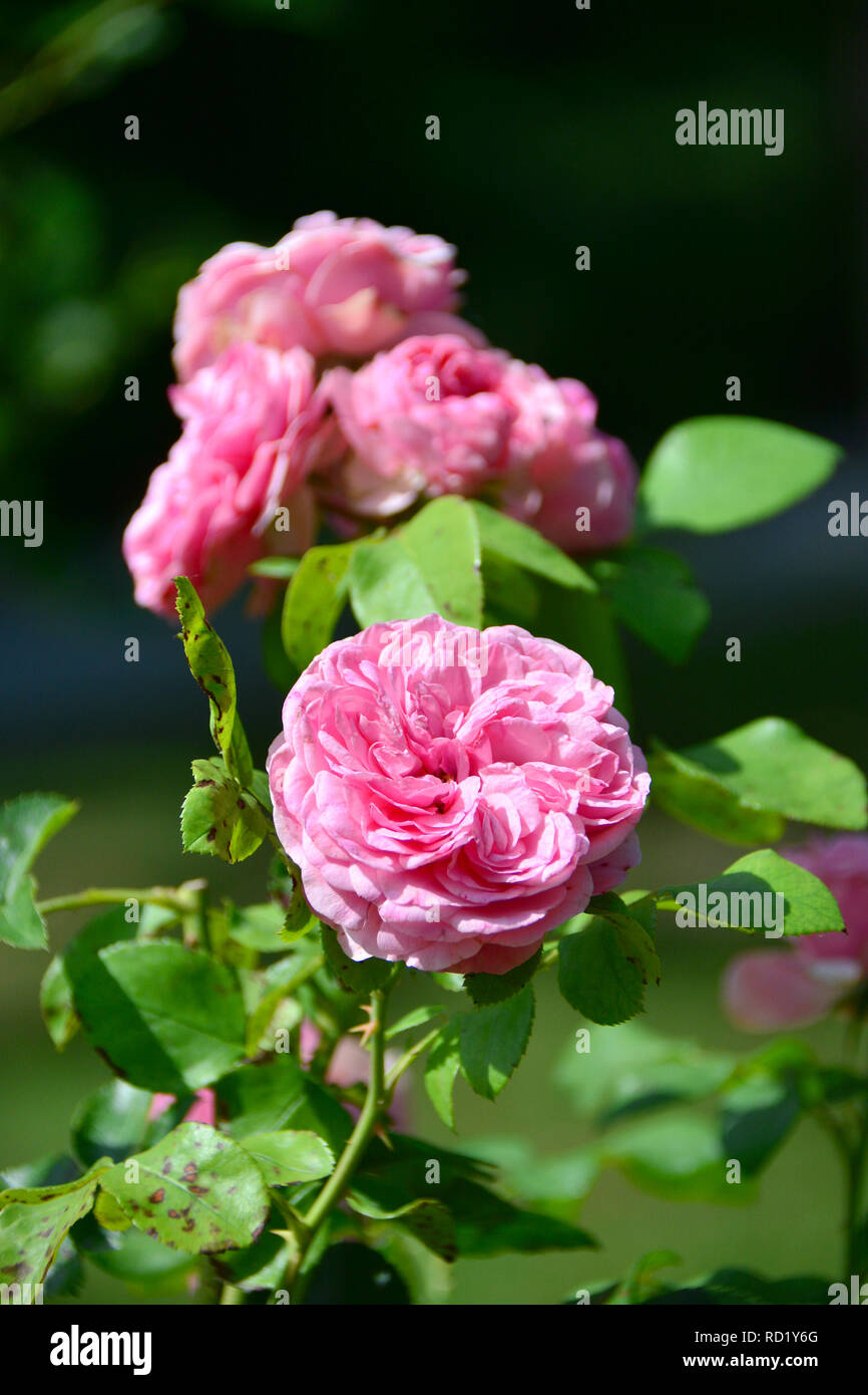 Rose, Rosen, rózsa, Rosa sp. Leonardo da Vinci Foto Stock