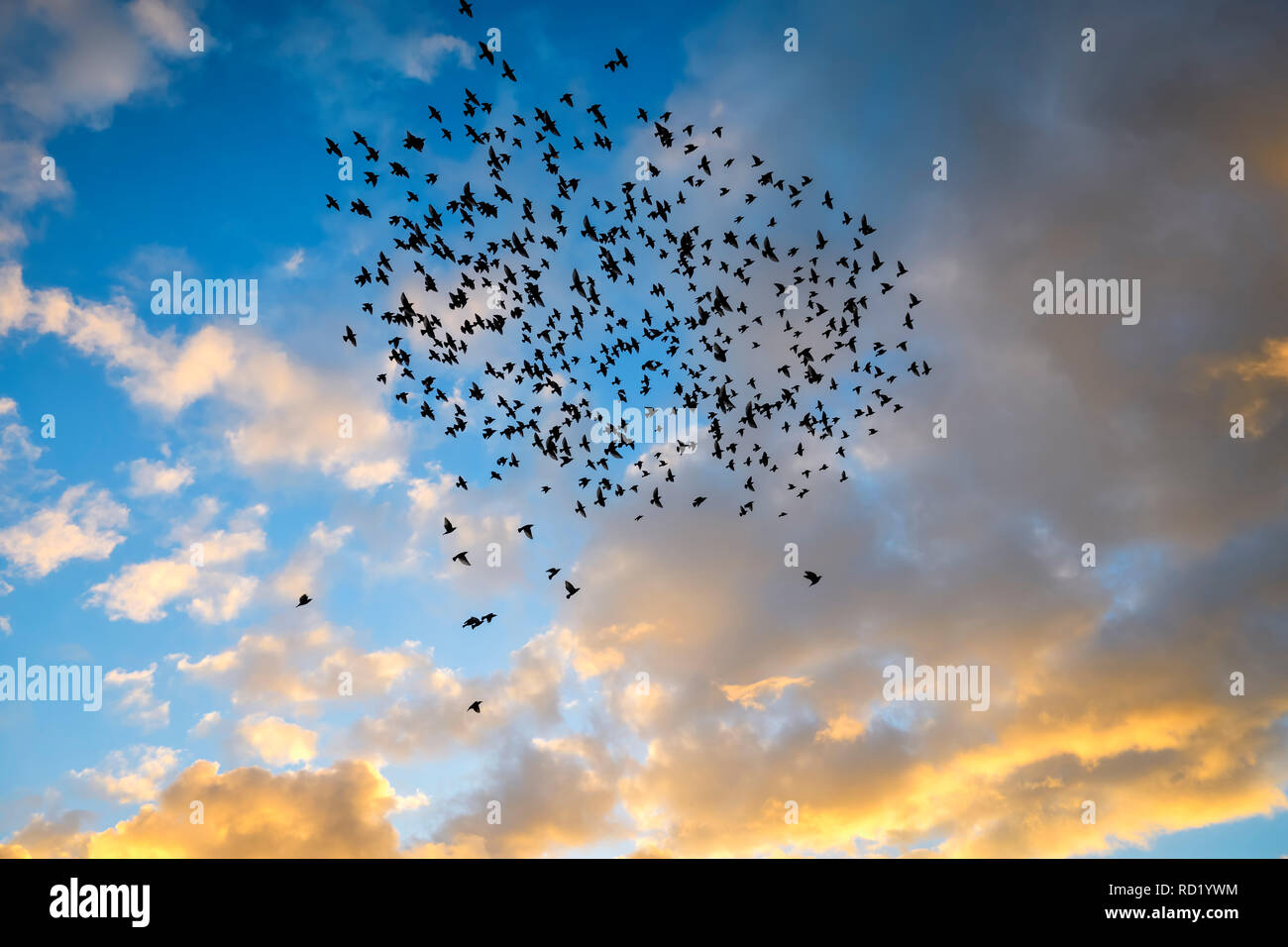 Starling dream (Sturnus vulgaris) circa il grande lago Pönitzer NEL LAND SCHLESWIG-HOLSTEIN, Germania, Starenschwarm (Sturnus vulgaris) über dem Großen Pönit Foto Stock