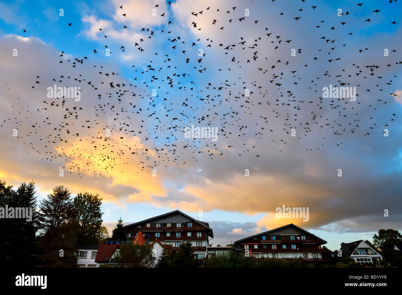 Starling dream (Sturnus vulgaris) circa il grande lago Pönitzer NEL LAND SCHLESWIG-HOLSTEIN, Germania, Starenschwarm (Sturnus vulgaris) über dem Großen Pönit Foto Stock