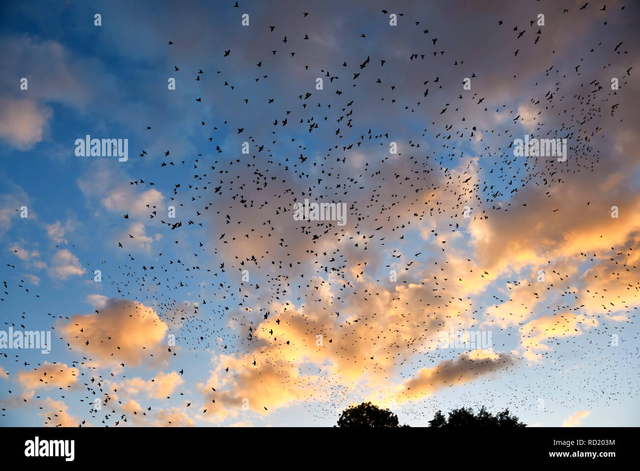 Starling dream (Sturnus vulgaris) circa il grande lago Pönitzer NEL LAND SCHLESWIG-HOLSTEIN, Germania, Starenschwarm (Sturnus vulgaris) über dem Großen Pönit Foto Stock