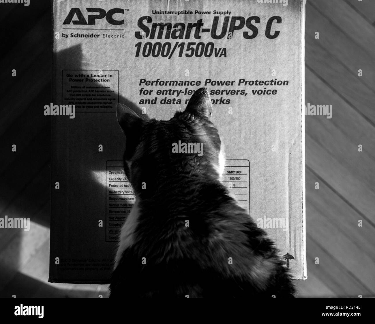Parigi, Francia - Mar 29, 2018: curioso cat ispezione APC Smart-UPS C 1000VA LCD 230V enterprise-level alimentatori continui effettuati da American Power Conversion ufficio pavimento in legno Foto Stock