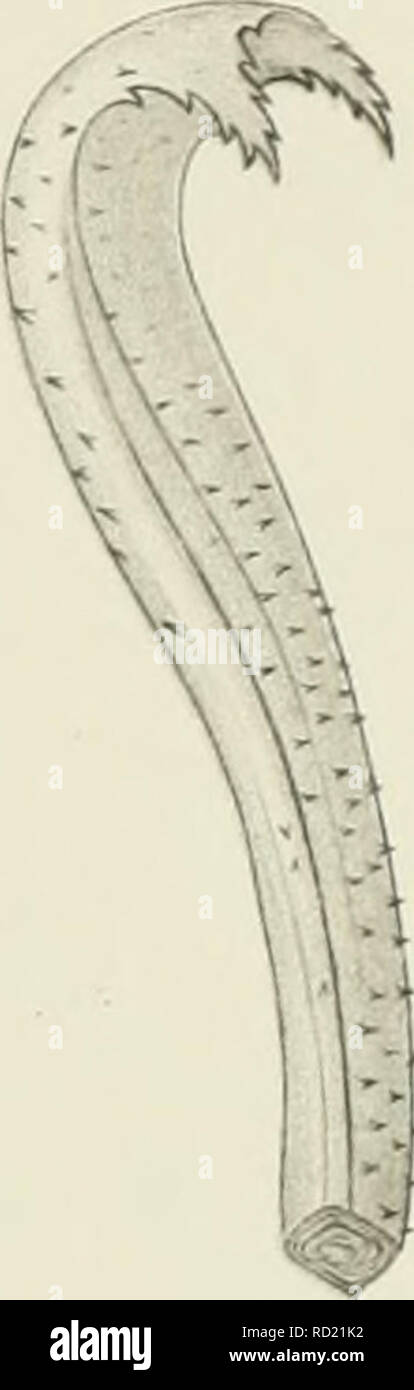 . Denkschriften der Medicinisch-Naturwissenschaftlichen Gesellschaft zu Jena. . Fig. 6. Fig. 7. ap -- dr. Si prega di notare che queste immagini vengono estratte dalla pagina sottoposta a scansione di immagini che possono essere state migliorate digitalmente per la leggibilità - Colorazione e aspetto di queste illustrazioni potrebbero non perfettamente assomigliano al lavoro originale. Medizinisch-naturwissenschaftliche Gesellschaft zu Jena. Foto Stock