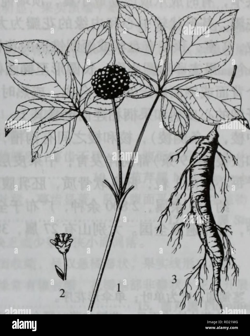 . Da bie shan zhi wu zhi. botanica. Ââããä¼å½¢ç§Umbemferae 823 2. Å¤§å¶ä'ä'ç"¹èäººå Panax japonieus C. A. Mey [ P. pseudo-parete di ginseng. var. japonicus (C. A. Mey) Hoo. et Tseng] Å¤å¹'çèae¬ï¼é"30  60 ( -100)åç±³ãae ¹ç¶ èae¨ªçï¼éå''ae¯å¹'çä'èï¼å''ä'ºç"¹é-ç¶ï¼èè'¨è¥ åï¼aeç"èè¨å¤§åä'²ç ç¶ï¼aeäºè å ¼aeï¼ae ¹éå''ä' è¨å¤§ï¼ç¨ä¾§ae ¹è¨å¤§aeåae±ç¶èè'¨ae ¹ãå°ä'èç"ç"ï¼ åae±å½¢ï¼å ·çºµçº¹ï¼ae ae¯ãå¶ä'ºaeç¶Å¤å¶ï¼35aeè½® çäºèé¡¶ï¼å¶aeé¿5  10åç±³ï¼ä'-å¤®å °å¶å®½ae¤-åå½¢ã ae¤-åå½¢ãae¤-åç¶åµå½¢aeååµç¶ae¤-åå½¢ï¼ç¨é¿åå½¢ae ae¤-åç¶ae"éå½¢ï¼é¿5  15åç±³ï¼å®½2.56.5åç±³ï¼ å ç"¯ae'å °aeae¥å °ï¼åºé¨ae¥å½¢aeåå½¢ï¼aeä'ae¹2aeå° å¶è¾å°ï¼åºé¨å''åaeï¼è¾¹ç¼é¯é½ Foto Stock