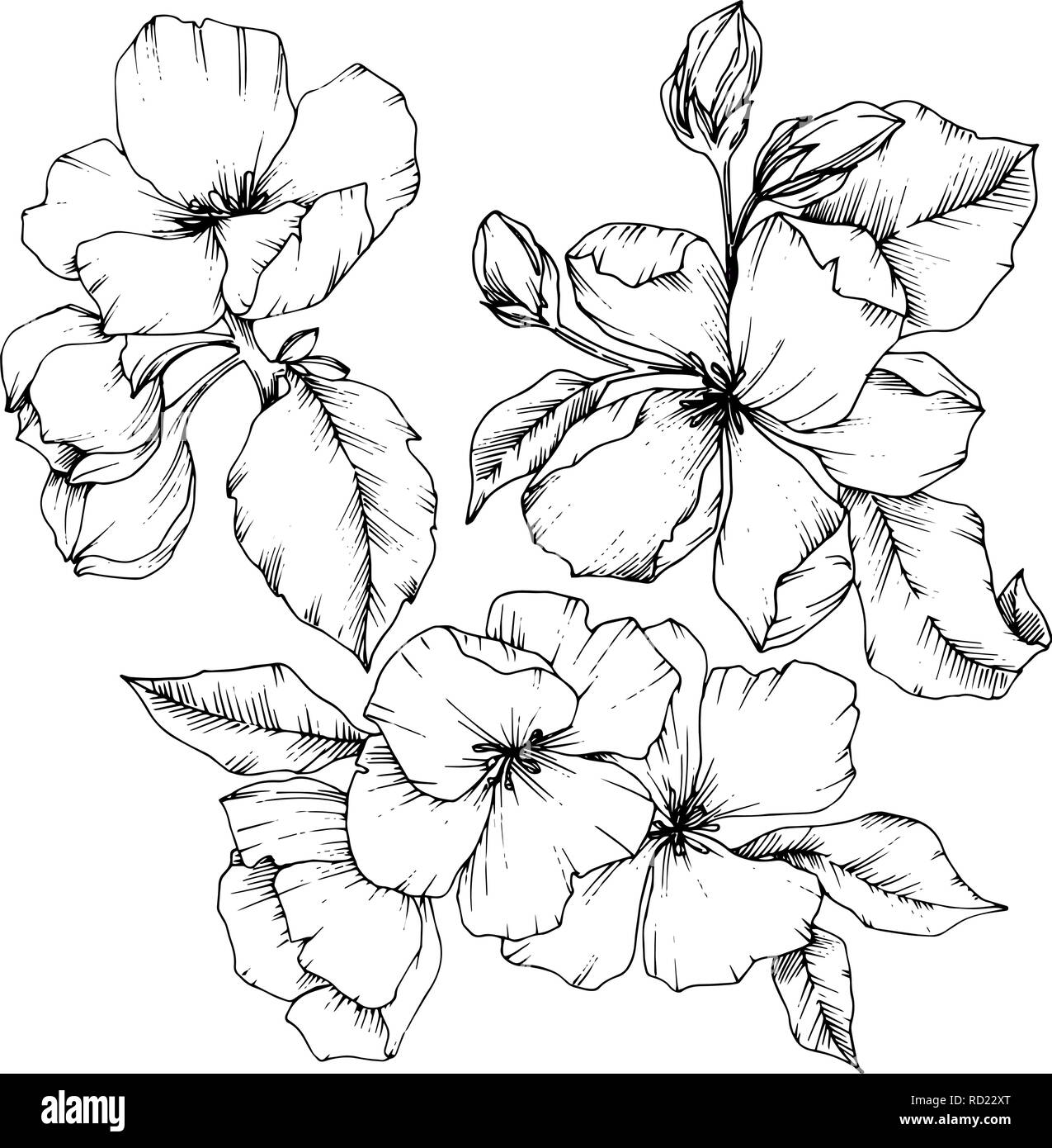 Vettore Apple Blossom floreale di fiori botanica. Bianco e nero inchiostro inciso art. Fiori isolati illustrazione elemento. Illustrazione Vettoriale