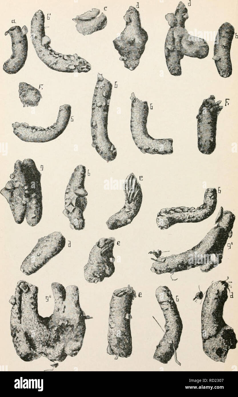 . Studi elementari nella vita di insetto. Gli insetti. Pctf/e W, FIG. 12.. Si prega di notare che queste immagini vengono estratte dalla pagina sottoposta a scansione di immagini che possono essere state migliorate digitalmente per la leggibilità - Colorazione e aspetto di queste illustrazioni potrebbero non perfettamente assomigliano al lavoro originale. Hunter, Samuel Giovanni, 1866-1946. Topeka, Kan. , Gru &AMP; l'azienda Foto Stock