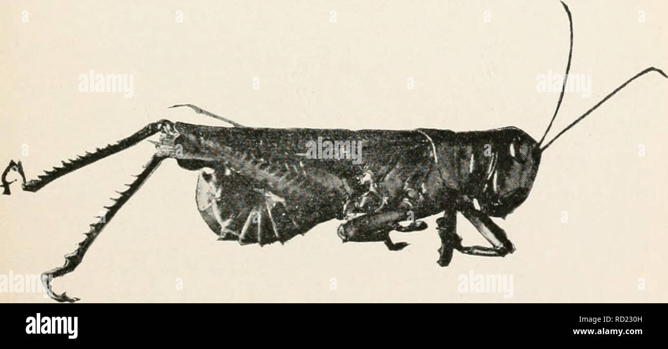 . Studi elementari nella vita di insetto. Gli insetti. FIG. 1. La cavalletta giallo (Melanoplus differentialis), femmina. Dalla fotografia.. FIG. 2. La cavalletta giallo (Jlelanoplus diffcrentialis), maschio. Dalla fotografia.. Si prega di notare che queste immagini vengono estratte dalla pagina sottoposta a scansione di immagini che possono essere state migliorate digitalmente per la leggibilità - Colorazione e aspetto di queste illustrazioni potrebbero non perfettamente assomigliano al lavoro originale. Hunter, Samuel Giovanni, 1866-1946. Topeka, Kan. , Gru &AMP; l'azienda Foto Stock