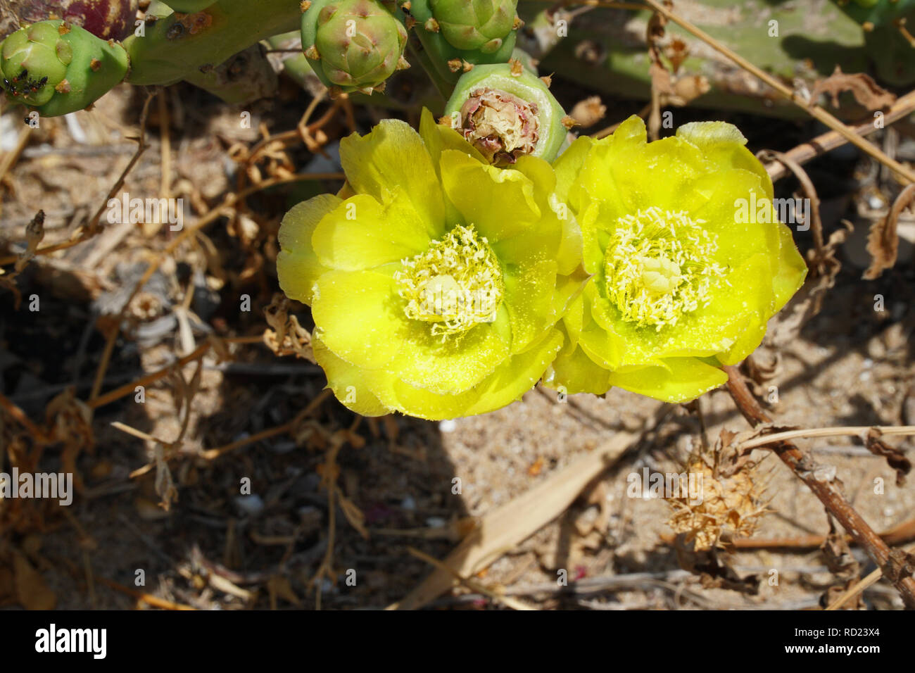 Due fiori gialli del ficodindia o opuntias robusta Foto Stock