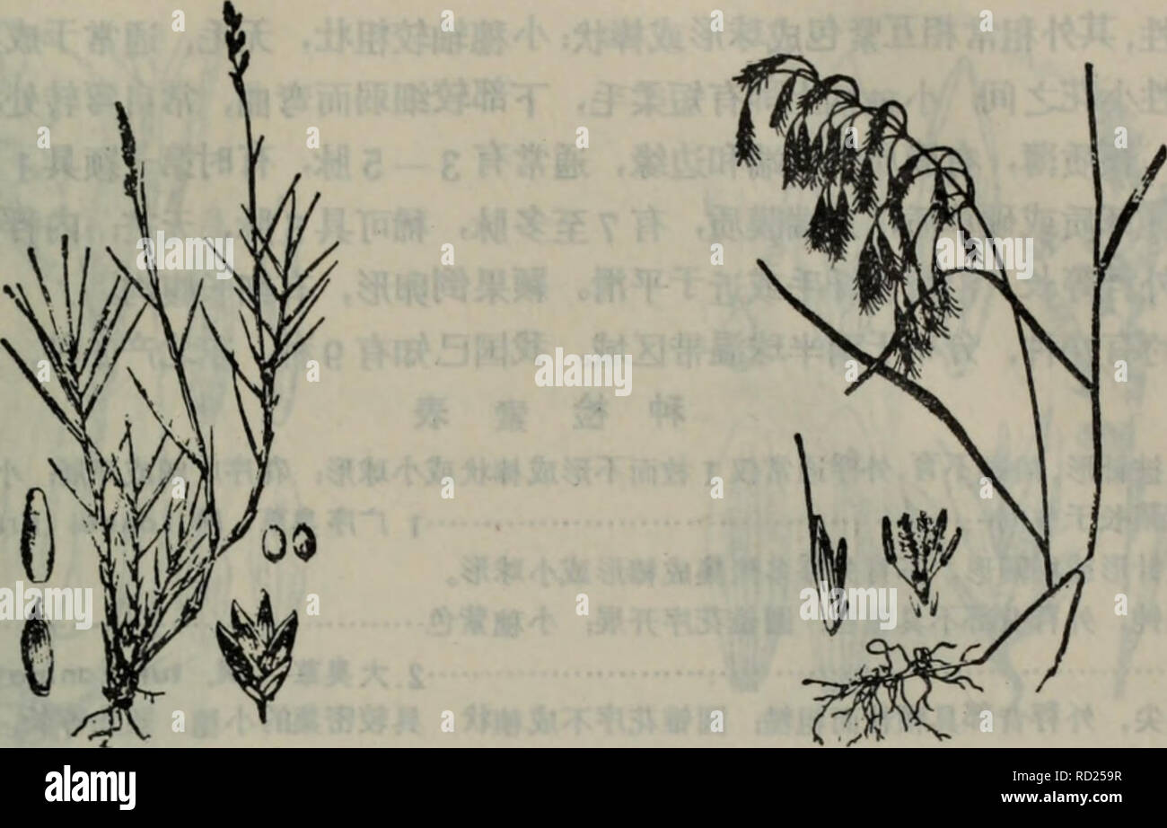 . Da lian di qu zhi wu zhi. botanica. Ae¬åç§å¨é¿ae±ä"¥åae²¿aeµ·ä'å'¦ä'ºä¼è¯çåºae²ae¤ç©=. Å¾1114 ae¯ Aeluroput- |ittoralis<Gouan) Pari å¾ é éº¦ var. sinensis Deheaux Bromus japonicus Thunh 6.ééº¦å² Bromus L. Å¤å¹'çaeä'å¹'çèae¬ãå¶ééå''å ³é-ï¼å¶çå''aeå¹³ãåé¥è±åºç'§ç'®aeå¼å±ï¼å°Ç©aeae°è³ Å¤ae°å °è±ï¼ä'é¨å °è±éå''åè²ä'å ¨ï¼å°Ç©è½'è±èäºé¢ä¹ä'ååå°è±ä¹é'ï¼é¢è¾ç-äºaeå ç-é¿ äºç¬¬ä'å °è±ï¼é¡¶ç"¯å °è³aeèç¶ï¼ç¬¬ä'é¢å ·1 ä'5èï¼ç¬¬äºé¢å ·3 â 9èå¤ç¨èé¨åå½¢aeae èï¼é¡¶ç"¯é-aeae2é½¿ï¼ae'5â9èï¼ç¨å ·3èï¼åºçae ae¯aeä'¤ä¾§è¢"å¾®ae¯aeèï¼ç¨ae èï¼ èé¡¶çï¼aeç±å¤ç§é¡¶ç"¯ç¨ä'Å¤ä¼'åºï¼å ç²¹ç-çªï¼éå''ç-äºå¤aeµ®ï¼ae²¿2èççº¤ae¯ï¼aeç¨ç²ç³ï¼ éè3aeï¼å-ae¿é¡¶ç"¯çae¯è Foto Stock