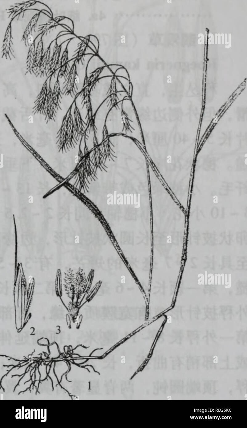 . Da bie shan zhi wu zhi. botanica. Åãç¦¾ae¬ç¦¾aeGramineae 75 X. HFS,;^ae©*v. ikaiiiuji 2. É¢aeéèµ·ç5 7èï¼èå½¼ae- Å¤¯ae¥ï¼å¤ae ·aeç-èè'¨è¾¹ç¼ï¼å ae ·çä'¤èae ç¿¼ 2.ä'èµ¢é¹ è§èR- mayebarana 1.å ae ·ååµç¶ae"éå½¢ï¼é¿çº¦ä'ºå¤ae ·2/3ç ã 3. É¢ä'Å¤ae ·è¾¹ç¼aeè¾é¿ççº¤ae¯ï¼å¤ae ·èé¨aeç-åºae¯ã 4.Å¤ae ·é¡¶ç"¯aeåae²çé¿è 3.çº¤ae¯aeªè§èIL ciliaris 3èï¼é¿610ae¯"ç±³ï¼å¤ç§"ae"éå½¢ï¼ae7èï¼ç¬¬ä'Å¤ç²¹é¿913ae¯"ç±³ï¼èç"ç'ï¼çäºå¤ç¥¥é¡¶ ç"¯ï¼é¿510ae¯"ç±³ï¼å ç¨çªç-ï¼ç-äºå¤ae ·ï¼èä'aeçº¤ae¯ï¼è±è¯é¿çº¦3ae¯"ç±³ï¼é¢aeé¿810ae¯" ç±³ï¼è''çäºç²¹å ãè±aeae67aeã äº§å¤§å"å±±åå°ï¼ä"¥å±±åºè¾å¤è§ãçäºå±±å¡ãè·¯è¾¹ãae²³å²'ae¹¿Å¤ã 2.ééº¦ï¼å¾78) Bromus japonicus Thunb. Ä'aeäºå Foto Stock