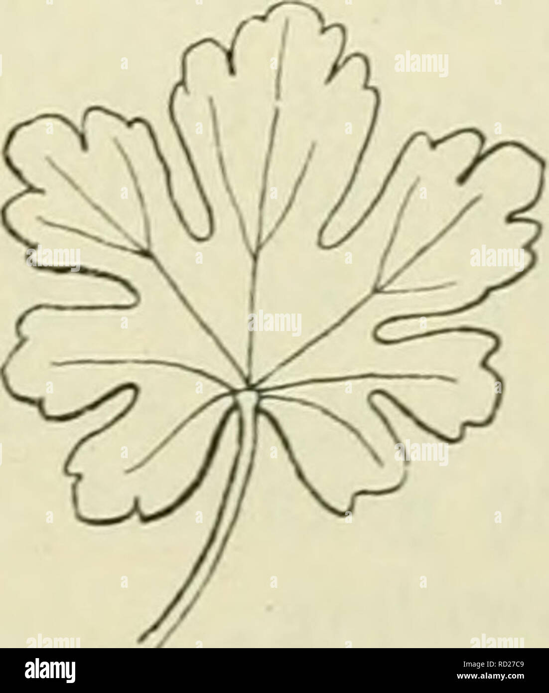 . De flora van Nederland. Piante. Fig. 30. Fig. 31.. Si prega di notare che queste immagini vengono estratte dalla pagina sottoposta a scansione di immagini che possono essere state migliorate digitalmente per la leggibilità - Colorazione e aspetto di queste illustrazioni potrebbero non perfettamente assomigliano al lavoro originale. Heukels, Hendrik, 1854-1936. Leiden : N. v. boekhandel en drukkerij voorheen D. J. Brill Foto Stock