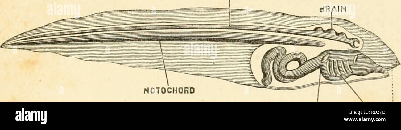 . La degenerazione : un capitolo nel darwinismo. La degenerazione; evoluzione. DEGENERA zione. 43 Esaminiamo ora gli organi interni (Fig. 17). Ci sono quattro strutture che sono tutti foiw pos- sessed in qualche momento della loro vita da parte di tutti gli animali che noi chiamiamo Vertebrata, il 2:rcat ramo del pedigree a cui pesci, rettili, uccelli, le bestie e gli uomini appartengono. E Il Draeger X-am 7000 può esser- zione di questi contrassegni o peculiarità strutturali è un travolgente pezzo di prove a favore del midollo spinale CHOKO. NOTOCHORD POSITtON OE SPIRACLE CILLSLITSli corda spinale / .cervello MoItH. Si prega di notare che queste immagini ar Foto Stock