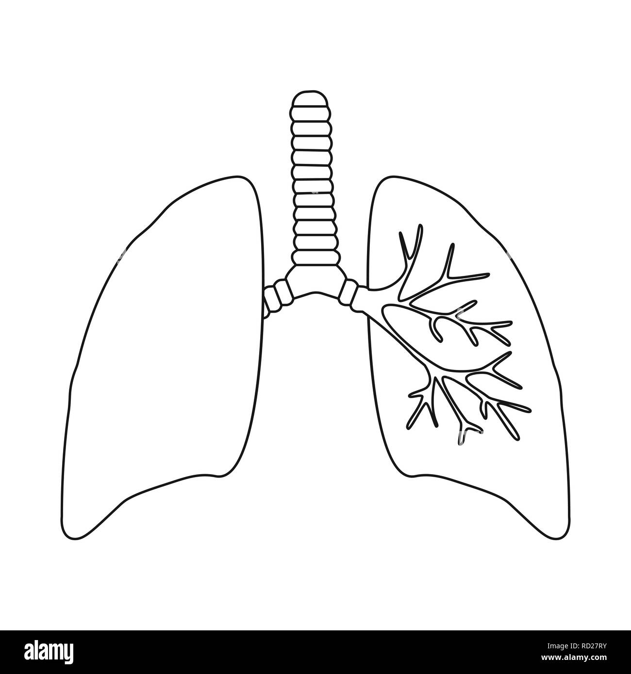 Polmone,trachea,apparato respiratorio,sistema,corpo,malattia,l'infezione,windpipe,polmonare arteria,,anatomia,organo interno,,medical,,umana salute,biology,scientific,ricerca,laboratorio,impostare,vettore,icona,immagine,isolato,raccolta,design,l'elemento,graphic,segno,contorno,linea, Vettori vettore , Illustrazione Vettoriale Polmone,trachea,apparato respiratorio,sistema,corpo,malattia,l'infezione,windpipe,polmonare arteria,,anatomia,organo interno,,medical,,umana salute,biology,scientific,ricerca,laboratorio,impostare,vettore,icona,immagine,isolato,raccolta,design,l'elemento,graphic,segno,contorno,linea, Vettori vettore , Illustrazione Vettoriale