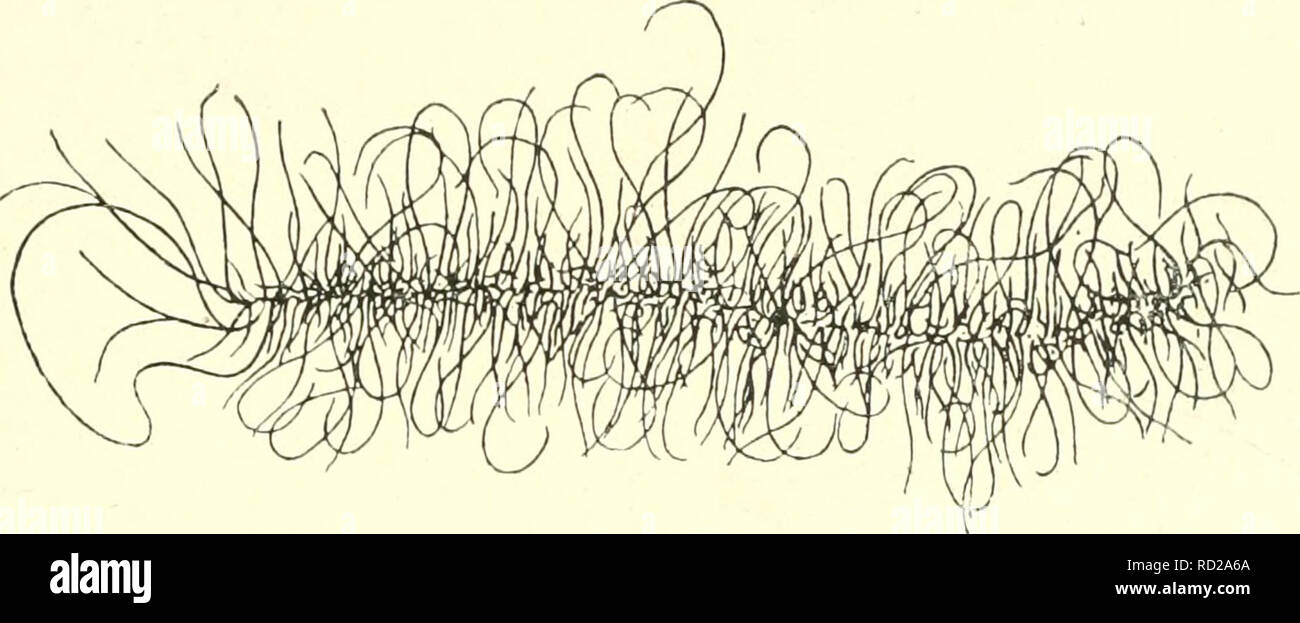 . Citologia, con speciale riferimento al nucleo metazoan. Cellule; citologia. II MEIOSI nella femmina 59 i problemi particolari sollevati dalla vescicola germinale in fase oogenesis sono : (i) la continuità dei cromosomi durante tutto questo periodo. (2) La relazione tra i cromosomi e il nucleoli. (Â 3) Il collegamento tra il peculiare vescicola germinale e fase sincrona di enorme crescita del citoplasma dell'uovo, insieme con la formazione di tuorlo. (4) fa qualsiasi uno stadio comparabile si verificano nella spermatogenesi ? (I) la continuità dei cromosomi le condizioni nel germinal v Foto Stock
