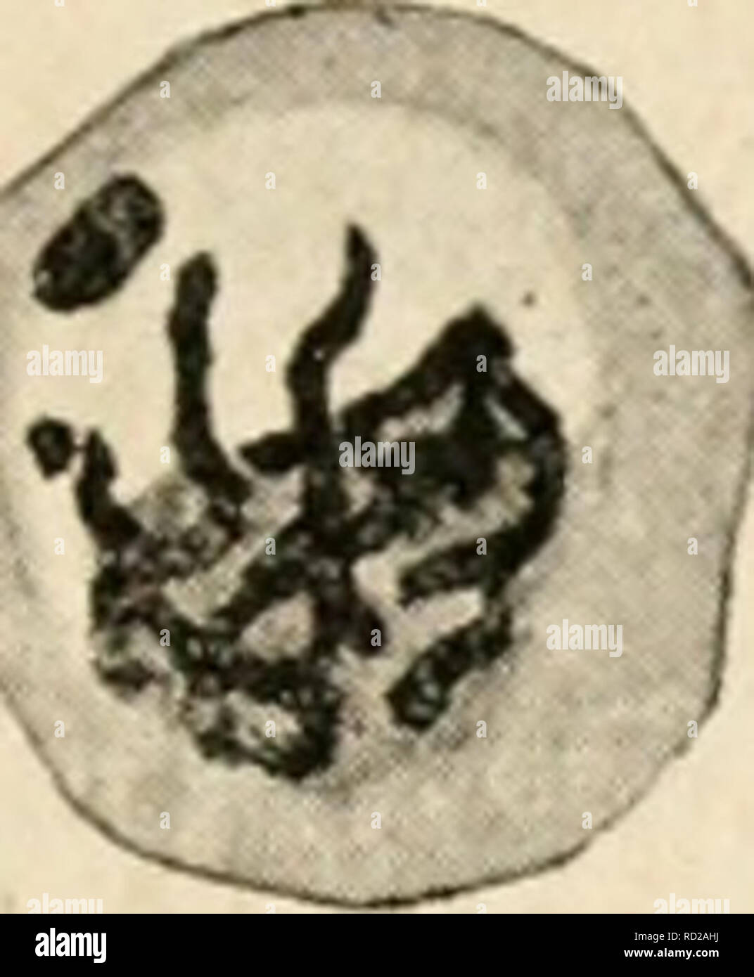 . Citologia, con speciale riferimento al nucleo metazoan. Le cellule. II MEIOSI 65 (4) non prevede alcuna fase comparabile alla vescicola germinale si verificano nella spermatogenesi ? L'indubbia correlazione tra le condizioni pecuhar della vescicola germinale e la lunga durata del periodo di crescita nella femmina meiotica fase, e probabilmente anche con la deposizione di tuorlo, rende. /^"^^. Si prega di notare che queste immagini vengono estratte dalla pagina sottoposta a scansione di immagini che possono essere state migliorate digitalmente per la leggibilità - Colorazione e aspetto di queste illustrazioni possono non assomigliare perfettamente l'originale wo Foto Stock