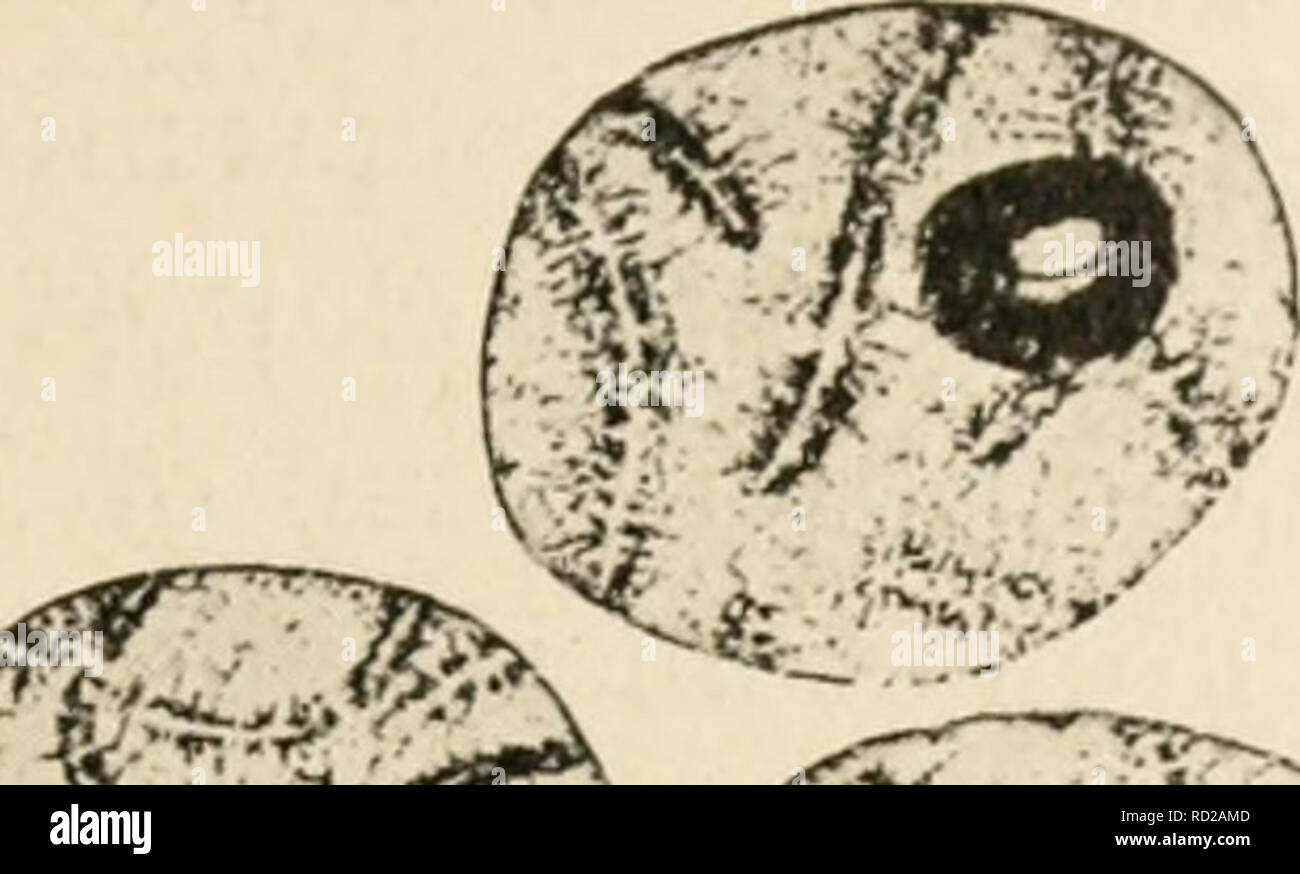 . Citologia, con speciale riferimento al nucleo metazoan. Le cellule. II MEIOSI nella femmina 6ho vescicole germinali con cromosomi diffusa si trovano, ed è evidente che la bivalents risultanti da syjidesis condensare in continuo. '^^: ^^.f^. Si prega di notare che queste immagini vengono estratte dalla pagina sottoposta a scansione di immagini che possono essere state migliorate digitalmente per la leggibilità - Colorazione e aspetto di queste illustrazioni potrebbero non perfettamente assomigliano al lavoro originale. Agar, Wilfred Eade, 1882-. Londra, Macmillan Foto Stock