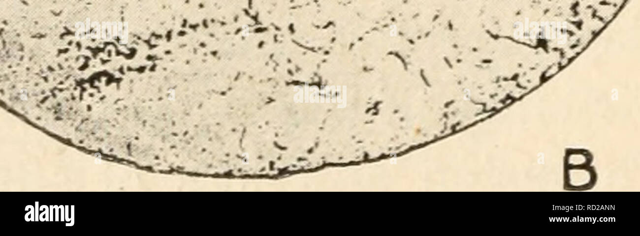 . Citologia, con speciale riferimento al nucleo metazoan. Le cellule. . Si prega di notare che queste immagini vengono estratte dalla pagina sottoposta a scansione di immagini che possono essere state migliorate digitalmente per la leggibilità - Colorazione e aspetto di queste illustrazioni potrebbero non perfettamente assomigliano al lavoro originale. Agar, Wilfred Eade, 1882-. Londra, Macmillan Foto Stock