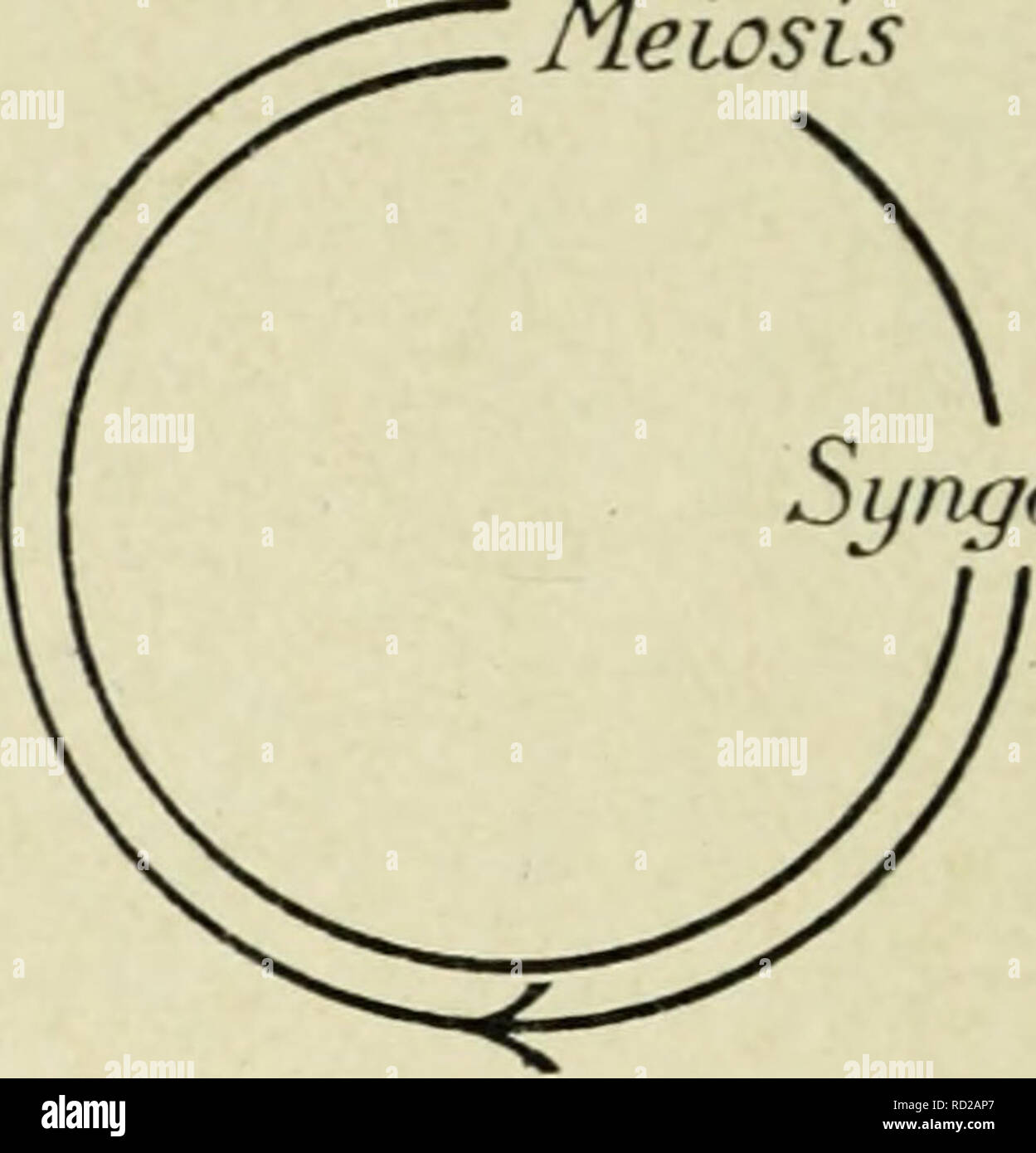 . Citologia, con speciale riferimento al nucleo metazoan. Le cellule. Singamia (30) II meiosi singamia (30) Pteridophyla meiosi. V Phanerogam singamia (30)*. Si prega di notare che queste immagini vengono estratte dalla pagina sottoposta a scansione di immagini che possono essere state migliorate digitalmente per la leggibilità - Colorazione e aspetto di queste illustrazioni potrebbero non perfettamente assomigliano al lavoro originale. Agar, W. E. (Wilfred Eade), 1882-1951. Londra, Macmillan e Co. , Limitata Foto Stock