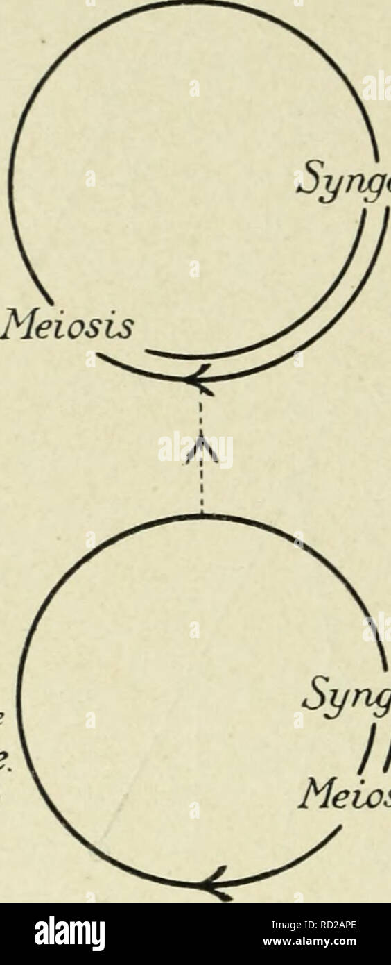 . Citologia, con speciale riferimento al nucleo metazoan. Le cellule. Aggregato singamia (30) Diplocgstis alcune delle Rhodophyceae. (Nemalicnes). Singamia (30) II meiosi singamia (30) Pteridophyla meiosi. Si prega di notare che queste immagini vengono estratte dalla pagina sottoposta a scansione di immagini che possono essere state migliorate digitalmente per la leggibilità - Colorazione e aspetto di queste illustrazioni potrebbero non perfettamente assomigliano al lavoro originale. Agar, W. E. (Wilfred Eade), 1882-1951. Londra, Macmillan e Co. , Limitata Foto Stock
