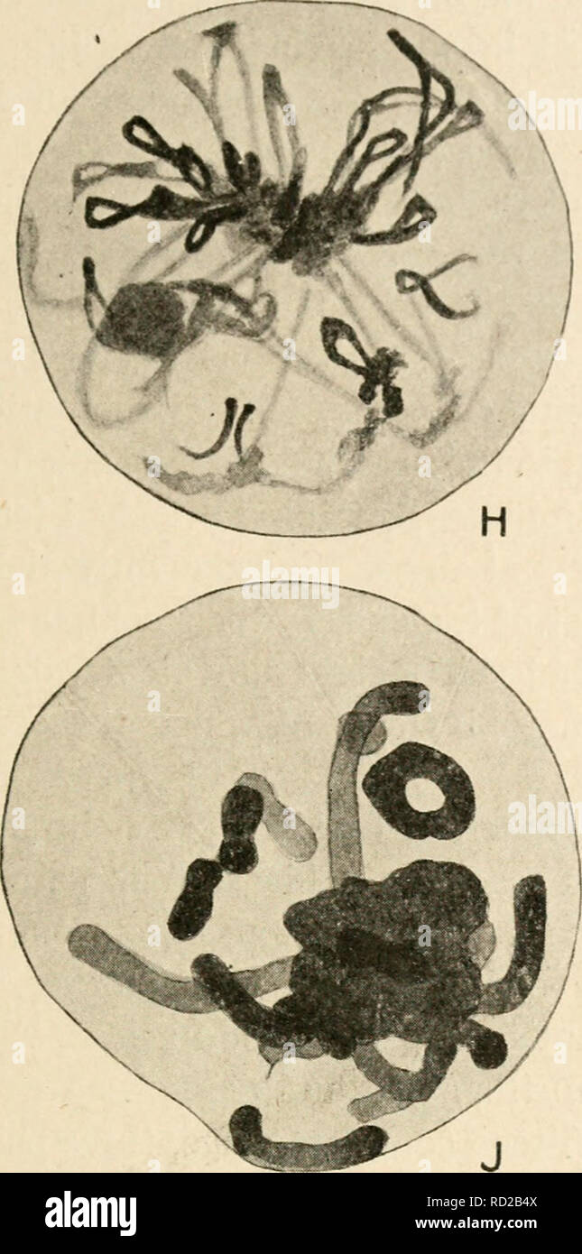 . Citologia, con speciale riferimento al nucleo metazoan. Le cellule. II MEIOSI IN LEPIDOSIREN 39 la coniugazione di cromosomi. Quindi la parola synizesis è stato proposto per la contrazione e, syndesis per il cromosoma coniugazione.. Si prega di notare che queste immagini vengono estratte dalla pagina sottoposta a scansione di immagini che possono essere state migliorate digitalmente per la leggibilità - Colorazione e aspetto di queste illustrazioni potrebbero non perfettamente assomigliano al lavoro originale. Agar, Wilfred Eade, 1882-. Londra, Macmillan Foto Stock