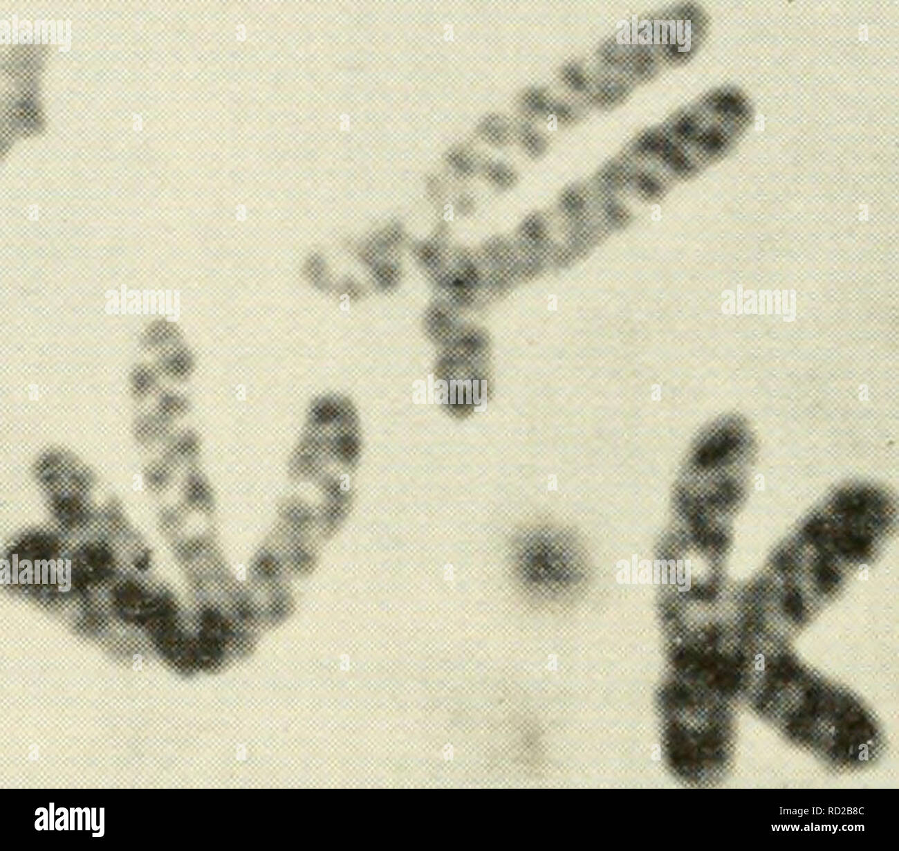 . La citologia. La citologia. La Figura 7-2. La fotomicrografia che mostra la spirale elicoidale in meiotica cromoterapia- alcuni dei Trillium. (Per gentile concessione del dott. A. H. Sparrow. Brookhaven Laboratorio Nazionale.) casuale di una direzione di avvolgimento rispetto a ogni altro; secondo, la bobina relazionale non è sviluppata a prophase ma contemporaneamente whh lo sviluppo delle spire elicoidali; e terzo, la direzione di avvolgimento non è uniforme in tutto il cromosoma, essendo casuale attraverso la kineto- 166 / Capitolo 7. Si prega di notare che queste immagini vengono estratte dalla pagina sottoposta a scansione di immagini che possono essere state migliorate digitalmente per la leggibilità - Foto Stock