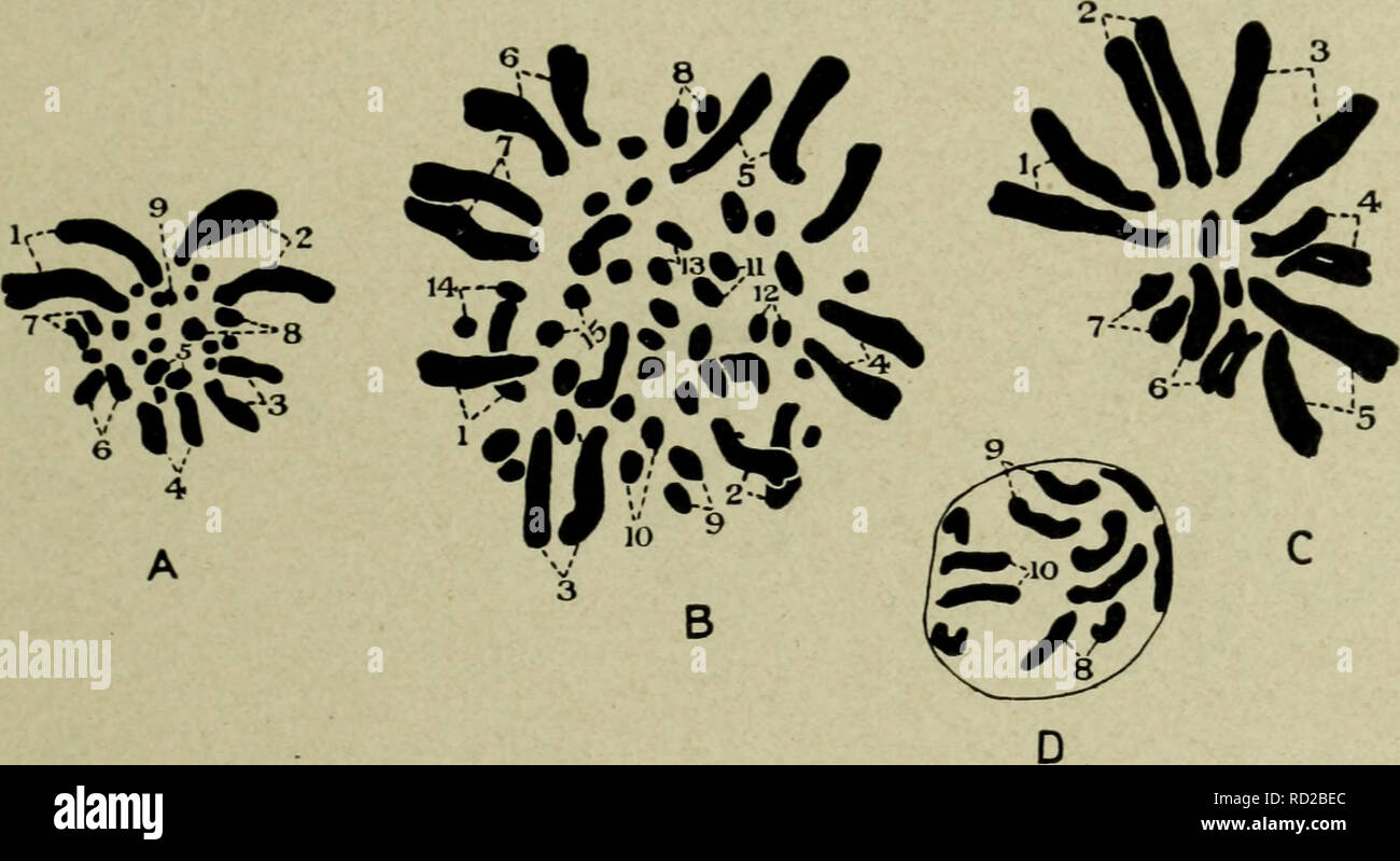 . Citologia, con speciale riferimento al nucleo metazoan. Cellule. v cromosomi omologhi 125 chiamato cromosomi omologhi, coppia insieme per formare il bivalents. Il nucleo dell'oocita primario o spermatocyte può quindi essere scritta : AA + BB + CC + . . Presso la divisione di riduzione i cromosomi omologhi sono separate, come descritto nel capitolo II, in modo che ciascun nucleo di gameti ha la formula A+B+C+ . . Il nucleo diploide del primo formula è naturalmente ricostituita al singamia (30). Ne consegue che un membro di ogni coppia di cromoterapia omologa-. Che illustra la tendenza di omologa ch Foto Stock