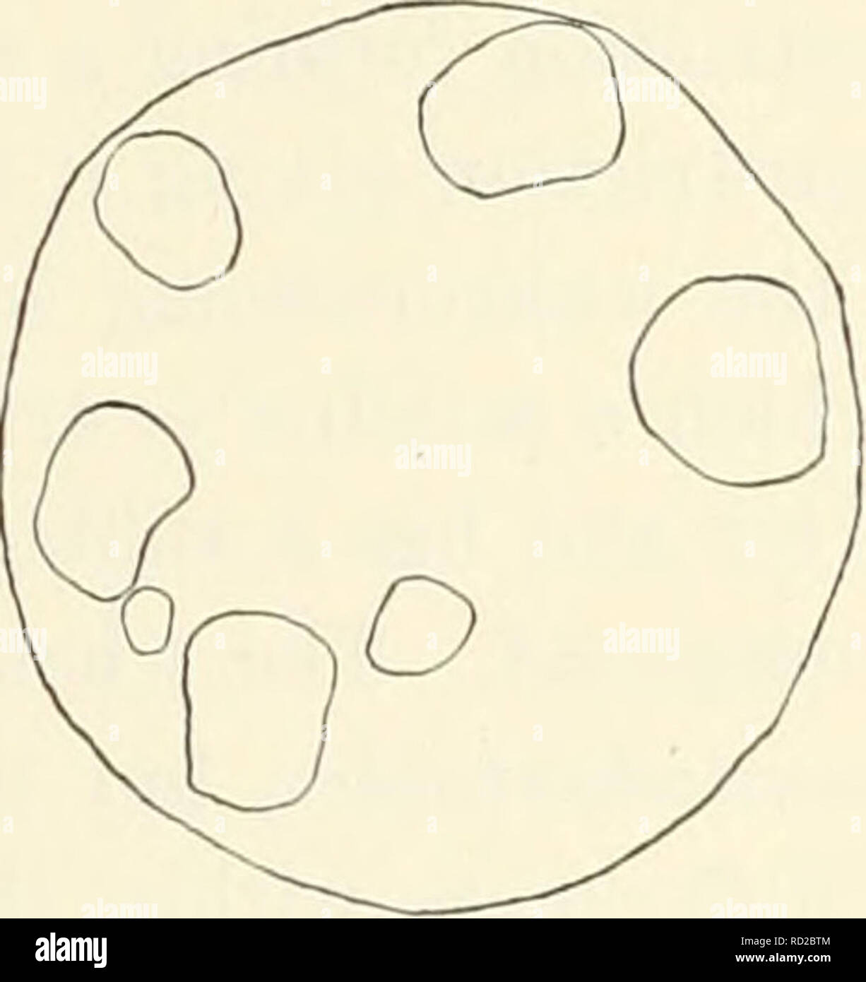 . Studi citologici di cinque ibridi interspecifici di Crepis leontodontoides. Karyokinesis; Crepis. c d fig. 13. La meiosi in F, C. leontodontoides-marschalli. a, I-M, con quattro bivalents; b, I-A, mostra " tre grandi marscluilli cromoterapia- somes ; c, II-A, dopo un 6-3 distribuzione a I-A; d, II-T, cinque grandi e due piccoli nuclei. Signor un ac 7£ Fig. 14. Metafasi somatiche. a di C aurea; b, di F! (7. leontodontoides-aurea.. Si prega di notare che queste immagini vengono estratte dalla pagina sottoposta a scansione di immagini che possono essere state migliorate digitalmente per la leggibilità - Colorazione e aspetto di queste illustrazioni possono Foto Stock