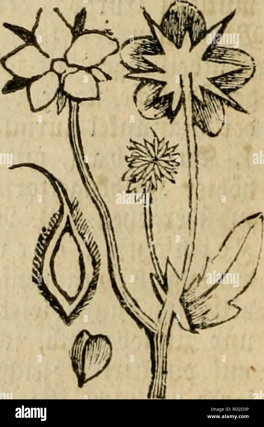 . Das grosse illustrirte Kräutero-Buch : eine ausführliche Beschreibung aller Pflanzen, mit genauer Augabe ihres Gebrauchs, Nutzens und ihrer Wirkung in der Arzneikunde. Piante medicinali; Materia medica, vegetali; le erbe. 424 ^elUn^ta^ â Steffel. etiiütjnetfeii gewonnene Ce^ s, Piper janiaicense), bie imreifei! ^vii!f.l"C ciugct^cilt tn bcut[rf)e mit gcfctfctcm ub cncjlij^c mit bcf(i^mttcnem ober fc^enanntem 35rüffeler SBlattc. d. (Soncorbicn, 'N:o btc 3ctrf)nuncgfark ftd) tücnig üon ber@niitb^ fark untcrfd^cibet. 25oit etncv c^iitcn S'^cttcubTumc üerlan*3t uomo, ba§ fic ^ro^, in Foto Stock