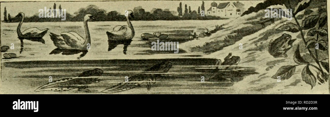 . Das Leben , Unserer heimischen Lurche und Kriech Tiere im Kreislaufe eines Jahres. Anfibi e Rettili. Das Sommerleben , Unserer Lurche und Kriechtiere. (Die Kaulquappen , Unserer stehenden Gewässer. Die Larven , Unserer vier Tritonen. Abschluß der Metamorphose. Entwicklungshemmungen und Neotenie. Künstliche und natürliche Doppelbildungen und rigenerazione, Das Sommerleben der erwachsenen Lurche. Auswanderung und Sommer- schlaf. Das Eierlegen der Eidechsen und Schlangen. Lebendgebärende Reptilien. Unsere junge Lurch- und Kriechtierwelt.) Così lange in den ersten Frühlingsmonaten die elterlichen Tiere Foto Stock